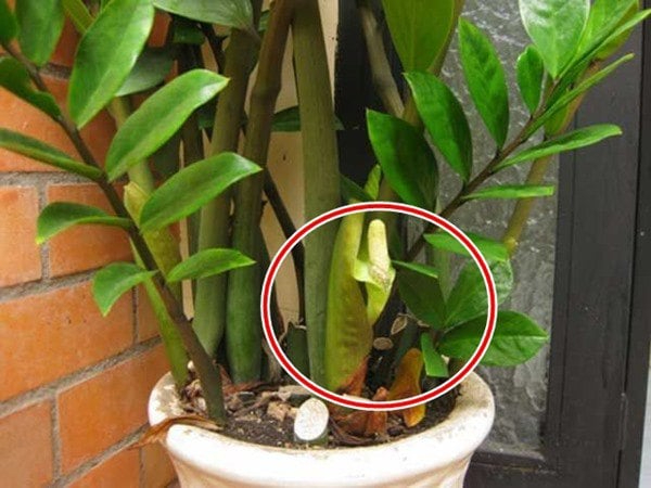 5 niềm vui, 4 nỗi lo khi trồng kim tiền trong nh&agrave;- Ảnh 2.