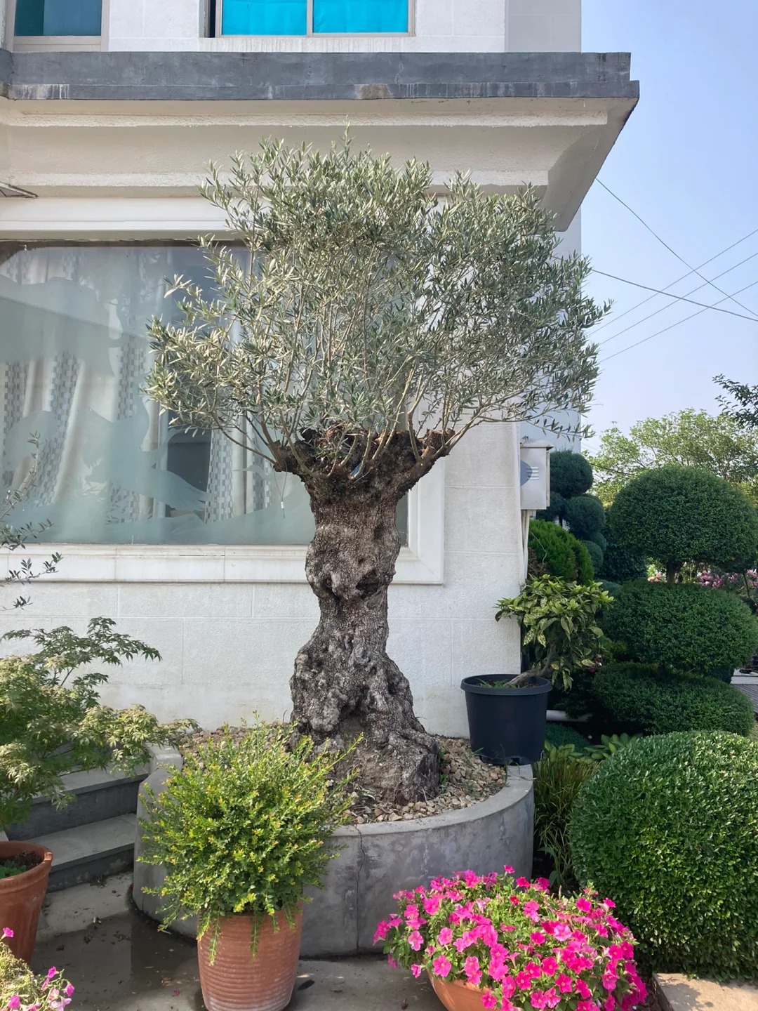 Giới nh&agrave; gi&agrave;u đang m&ecirc; mệt loại c&acirc;y n&agrave;y: Kh&ocirc;ng chỉ đẹp m&agrave; c&ograve;n h&uacute;t lộc, gi&aacute; nhỉnh... sương sương v&agrave;i tỷ đồng!- Ảnh 34.