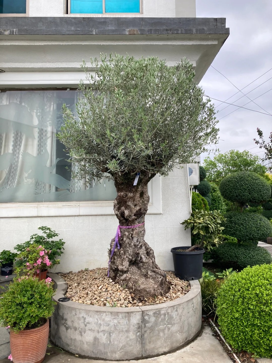 Giới nh&agrave; gi&agrave;u đang m&ecirc; mệt loại c&acirc;y n&agrave;y: Kh&ocirc;ng chỉ đẹp m&agrave; c&ograve;n h&uacute;t lộc, gi&aacute; nhỉnh... sương sương v&agrave;i tỷ đồng!- Ảnh 33.