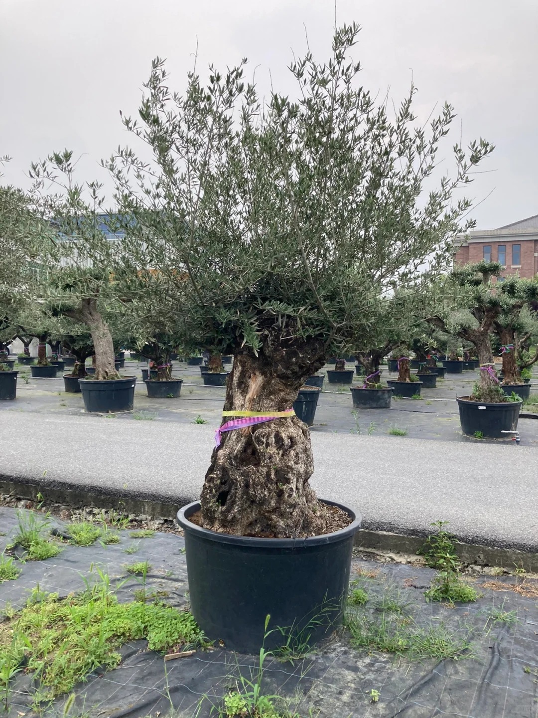 Giới nh&agrave; gi&agrave;u đang m&ecirc; mệt loại c&acirc;y n&agrave;y: Kh&ocirc;ng chỉ đẹp m&agrave; c&ograve;n h&uacute;t lộc, gi&aacute; nhỉnh... sương sương v&agrave;i tỷ đồng!- Ảnh 32.