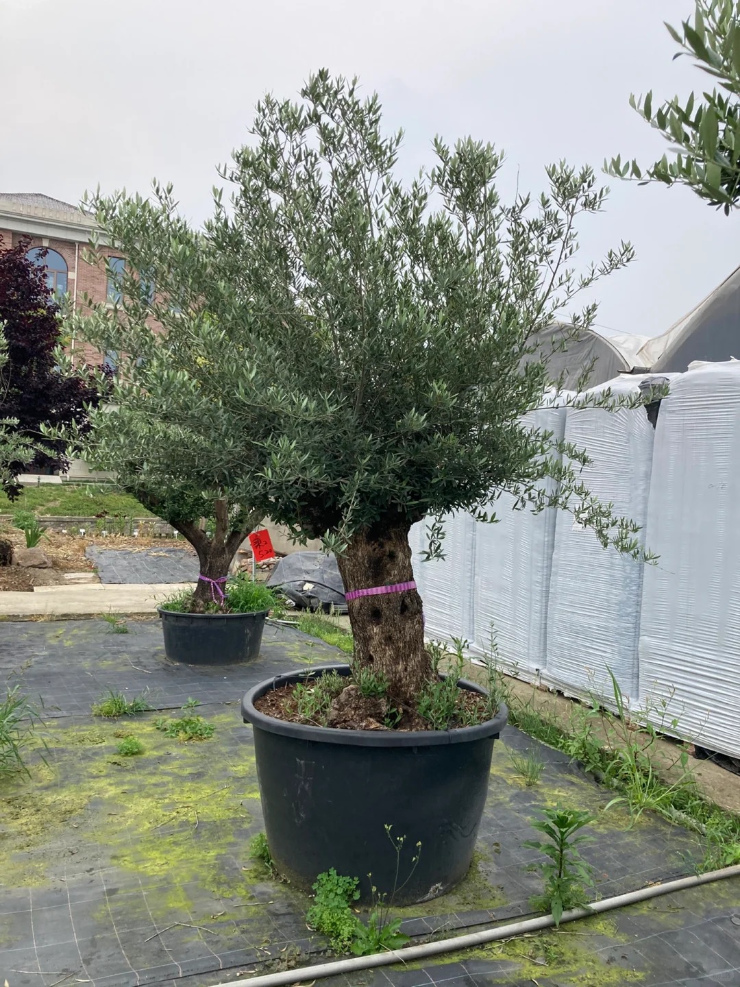 Giới nh&agrave; gi&agrave;u đang m&ecirc; mệt loại c&acirc;y n&agrave;y: Kh&ocirc;ng chỉ đẹp m&agrave; c&ograve;n h&uacute;t lộc, gi&aacute; nhỉnh... sương sương v&agrave;i tỷ đồng!- Ảnh 35.