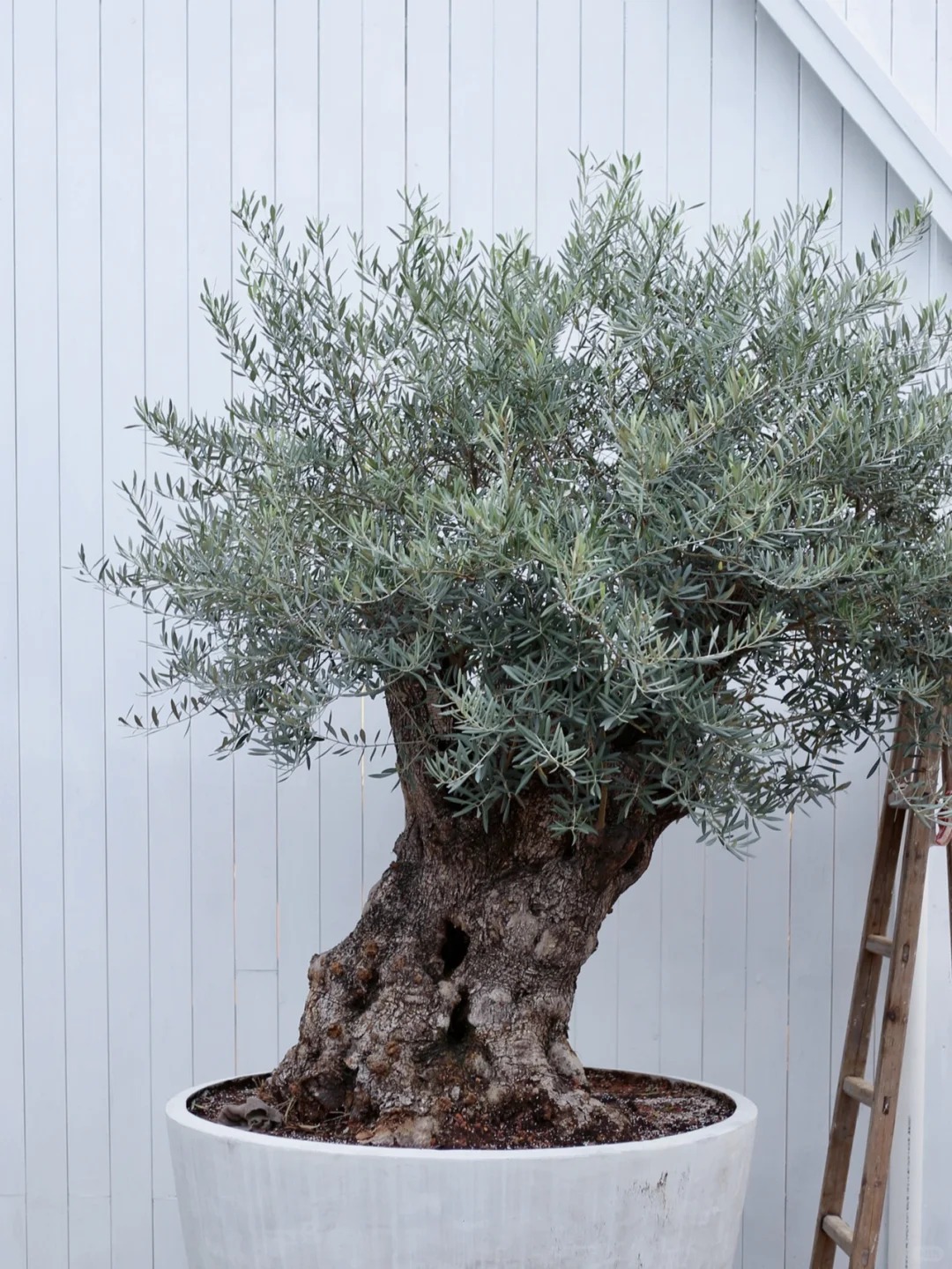 Giới nh&agrave; gi&agrave;u đang m&ecirc; mệt loại c&acirc;y n&agrave;y: Kh&ocirc;ng chỉ đẹp m&agrave; c&ograve;n h&uacute;t lộc, gi&aacute; nhỉnh... sương sương v&agrave;i tỷ đồng!- Ảnh 36.