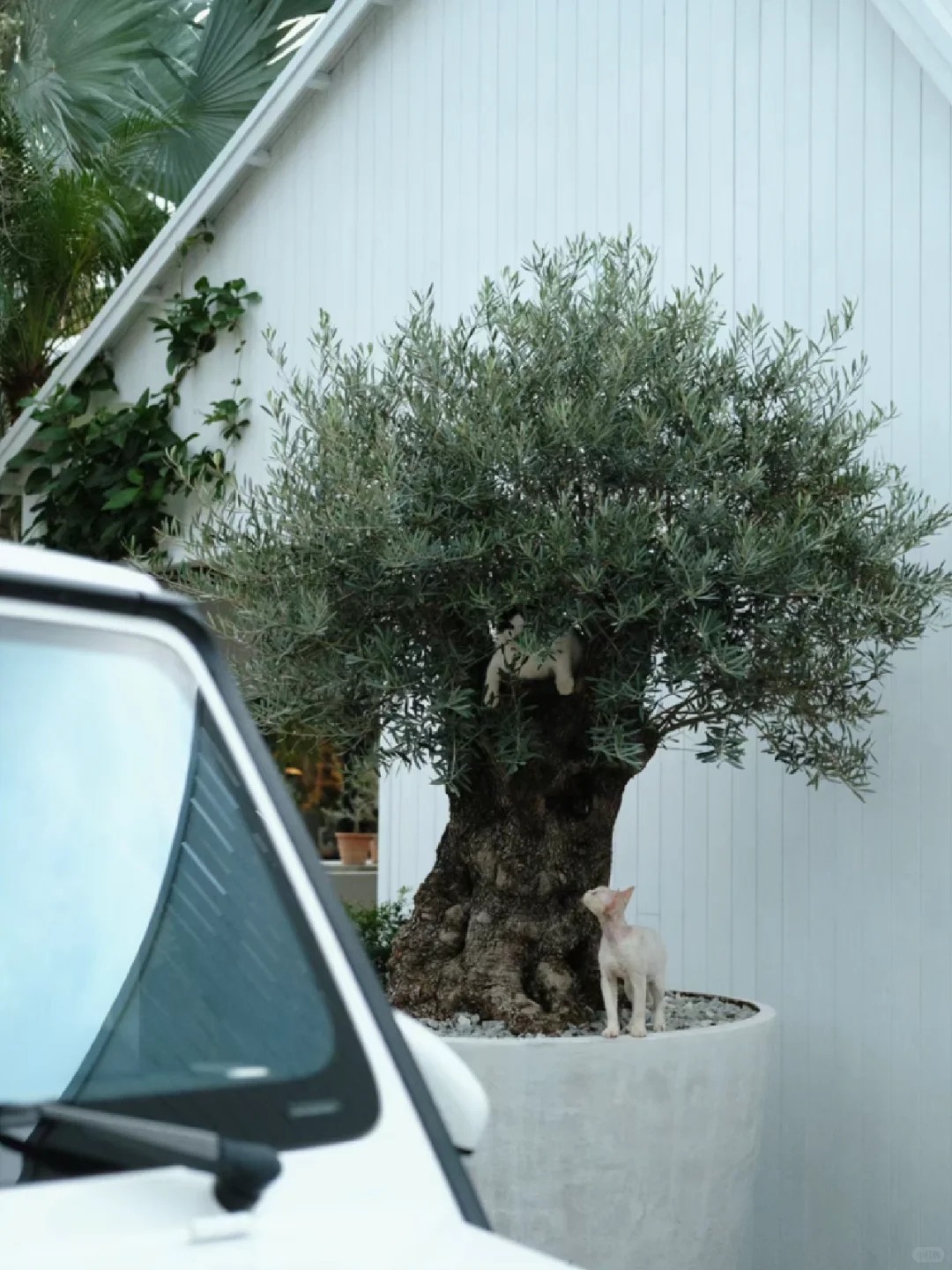 Giới nh&agrave; gi&agrave;u đang m&ecirc; mệt loại c&acirc;y n&agrave;y: Kh&ocirc;ng chỉ đẹp m&agrave; c&ograve;n h&uacute;t lộc, gi&aacute; nhỉnh... sương sương v&agrave;i tỷ đồng!- Ảnh 37.