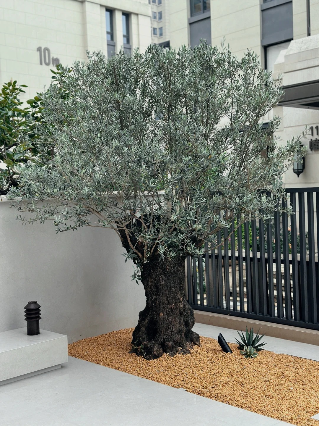 Giới nh&agrave; gi&agrave;u đang m&ecirc; mệt loại c&acirc;y n&agrave;y: Kh&ocirc;ng chỉ đẹp m&agrave; c&ograve;n h&uacute;t lộc, gi&aacute; nhỉnh... sương sương v&agrave;i tỷ đồng!- Ảnh 17.