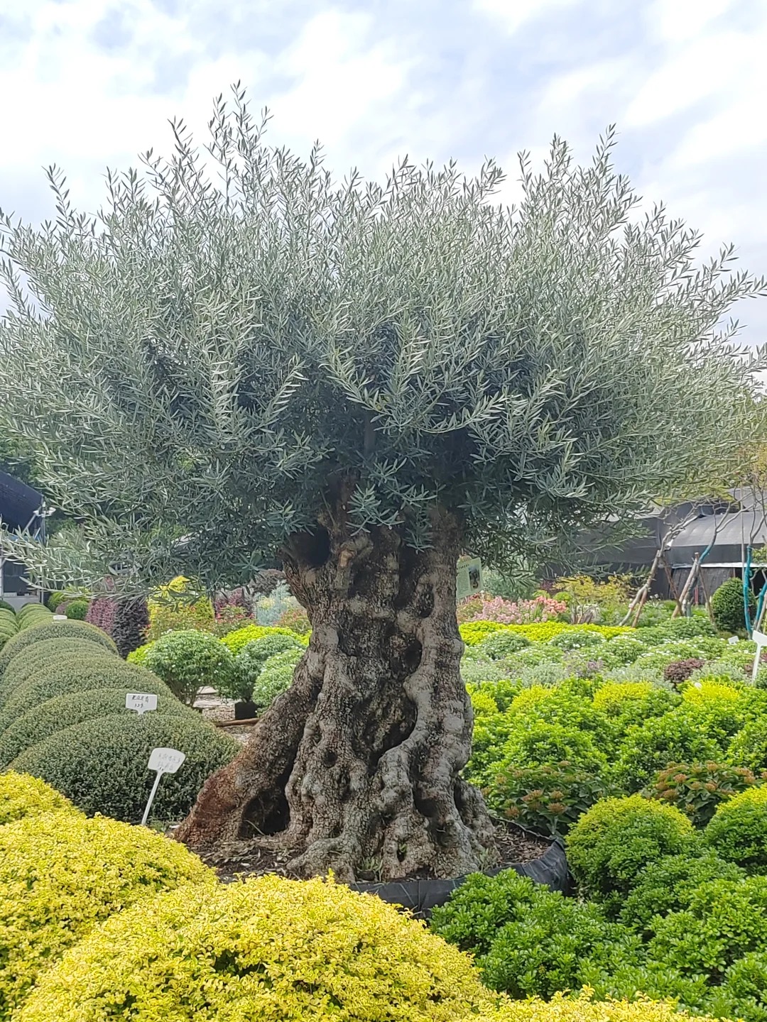 Giới nh&agrave; gi&agrave;u đang m&ecirc; mệt loại c&acirc;y n&agrave;y: Kh&ocirc;ng chỉ đẹp m&agrave; c&ograve;n h&uacute;t lộc, gi&aacute; nhỉnh... sương sương v&agrave;i tỷ đồng!- Ảnh 6.