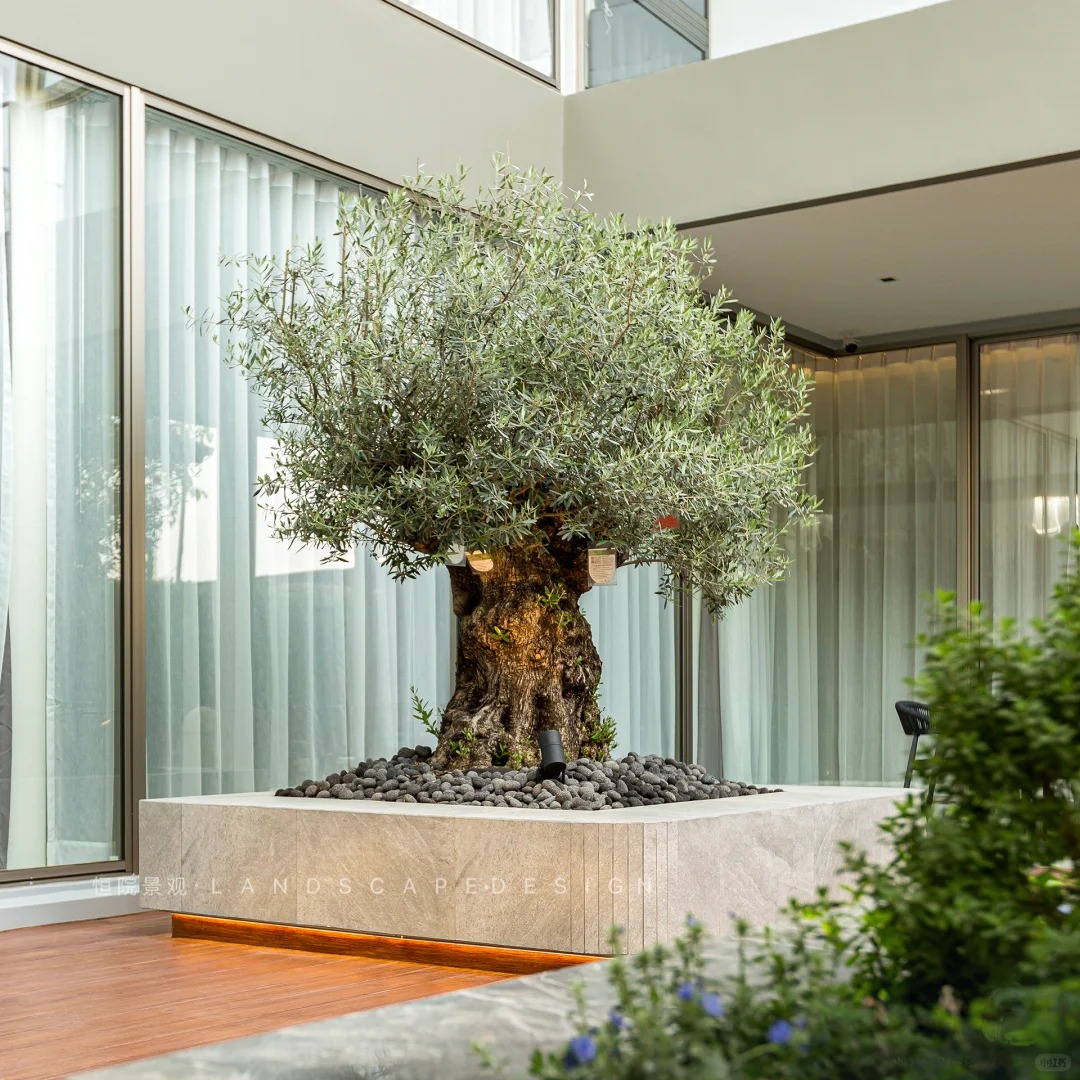 Giới nh&agrave; gi&agrave;u đang m&ecirc; mệt loại c&acirc;y n&agrave;y: Kh&ocirc;ng chỉ đẹp m&agrave; c&ograve;n h&uacute;t lộc, gi&aacute; nhỉnh... sương sương v&agrave;i tỷ đồng!- Ảnh 16.