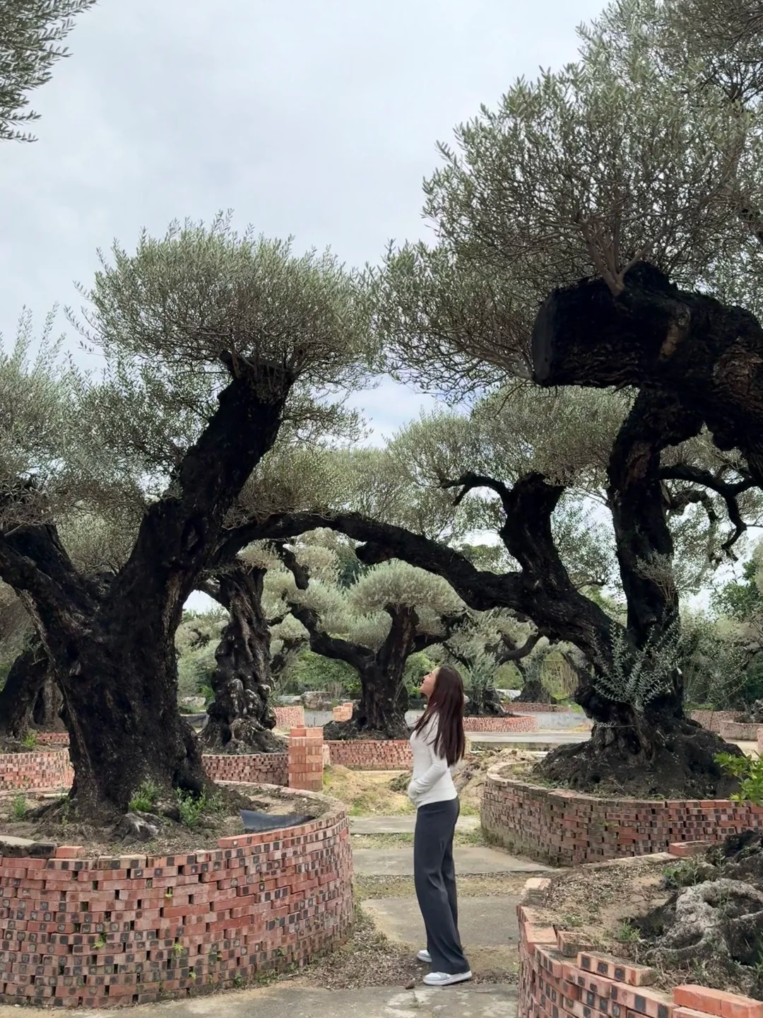 Giới nh&agrave; gi&agrave;u đang m&ecirc; mệt loại c&acirc;y n&agrave;y: Kh&ocirc;ng chỉ đẹp m&agrave; c&ograve;n h&uacute;t lộc, gi&aacute; nhỉnh... sương sương v&agrave;i tỷ đồng!- Ảnh 42.