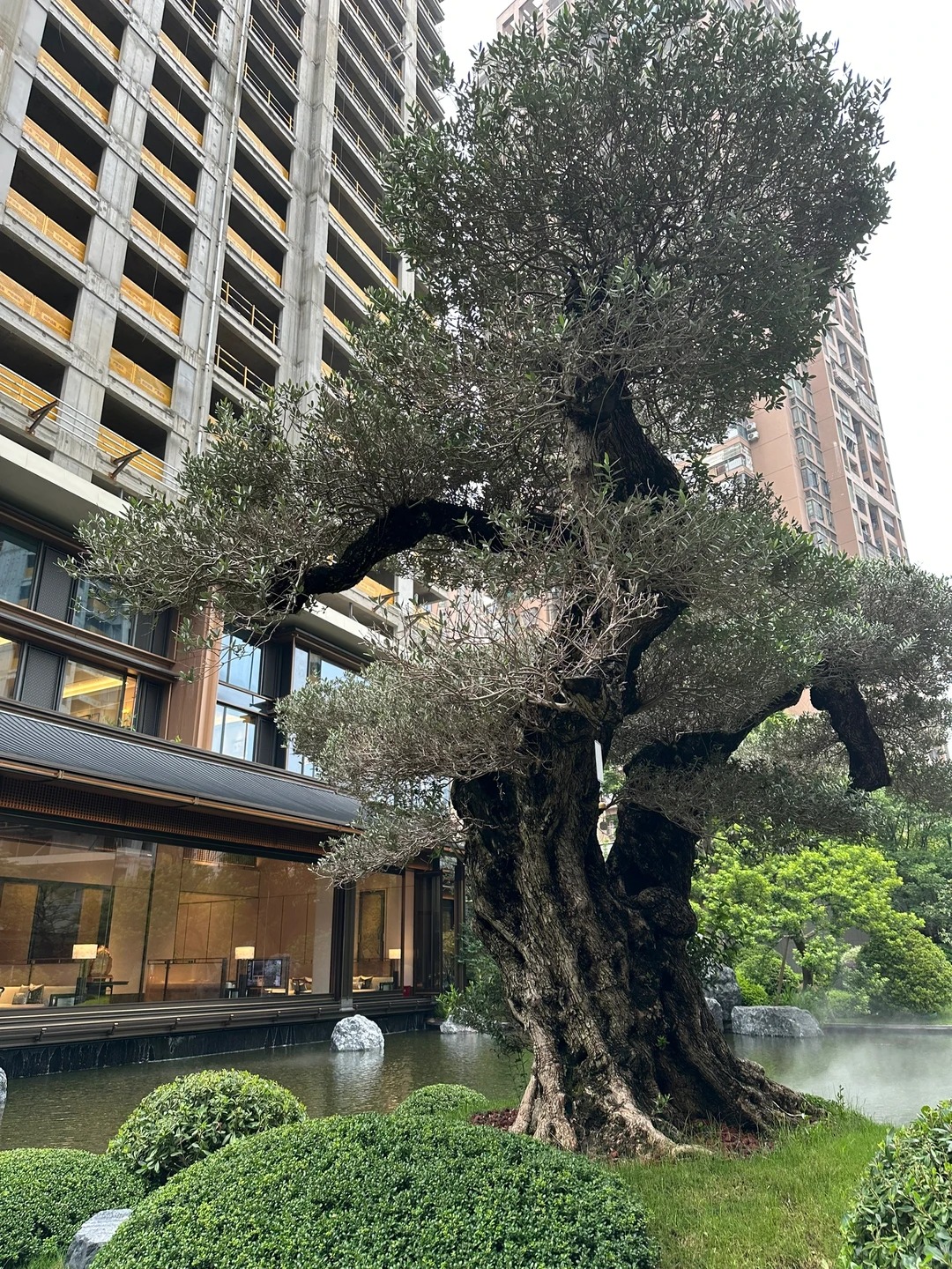 Giới nh&agrave; gi&agrave;u đang m&ecirc; mệt loại c&acirc;y n&agrave;y: Kh&ocirc;ng chỉ đẹp m&agrave; c&ograve;n h&uacute;t lộc, gi&aacute; nhỉnh... sương sương v&agrave;i tỷ đồng!- Ảnh 2.