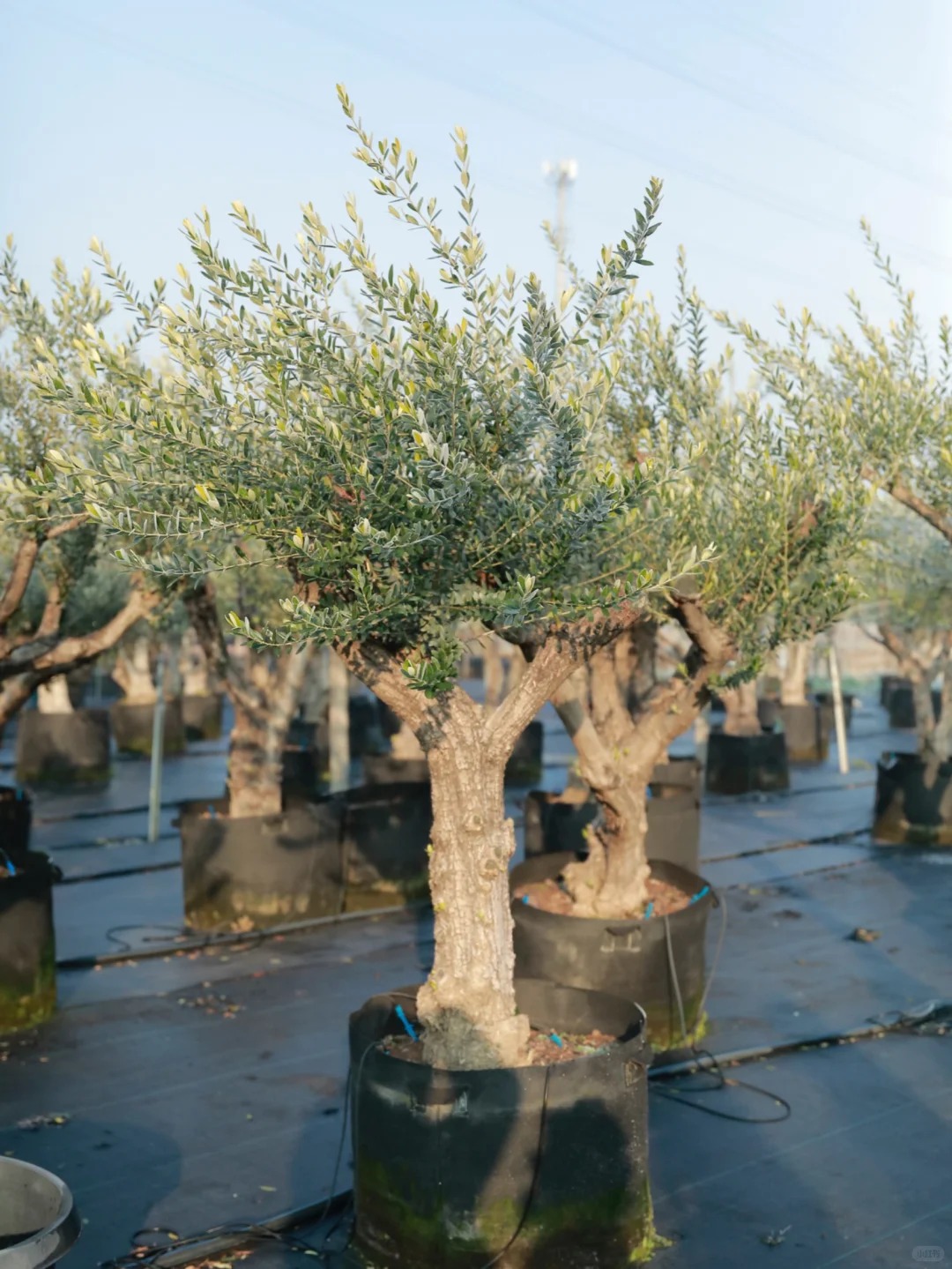 Giới nh&agrave; gi&agrave;u đang m&ecirc; mệt loại c&acirc;y n&agrave;y: Kh&ocirc;ng chỉ đẹp m&agrave; c&ograve;n h&uacute;t lộc, gi&aacute; nhỉnh... sương sương v&agrave;i tỷ đồng!- Ảnh 4.