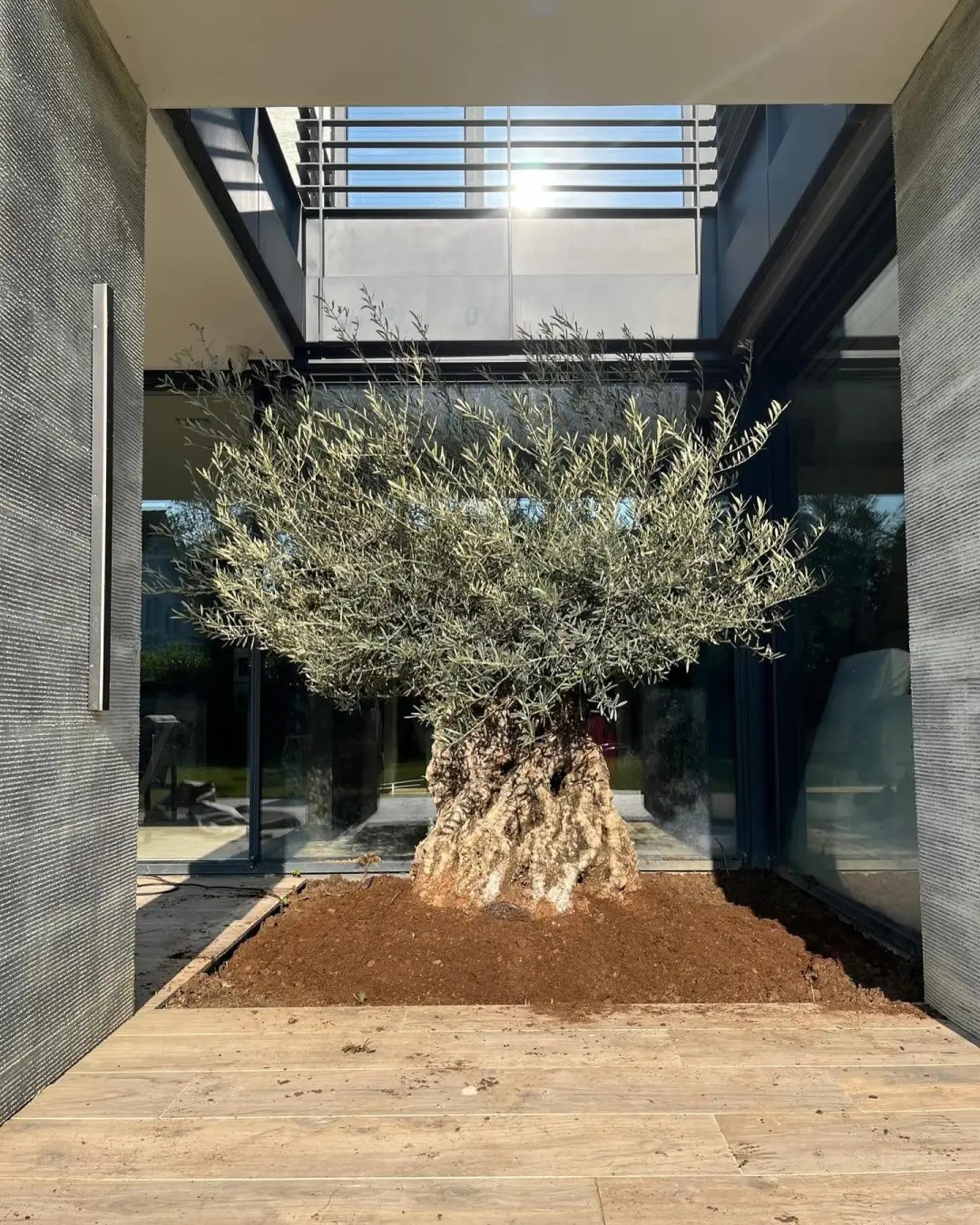 Giới nh&agrave; gi&agrave;u đang m&ecirc; mệt loại c&acirc;y n&agrave;y: Kh&ocirc;ng chỉ đẹp m&agrave; c&ograve;n h&uacute;t lộc, gi&aacute; nhỉnh... sương sương v&agrave;i tỷ đồng!- Ảnh 43.