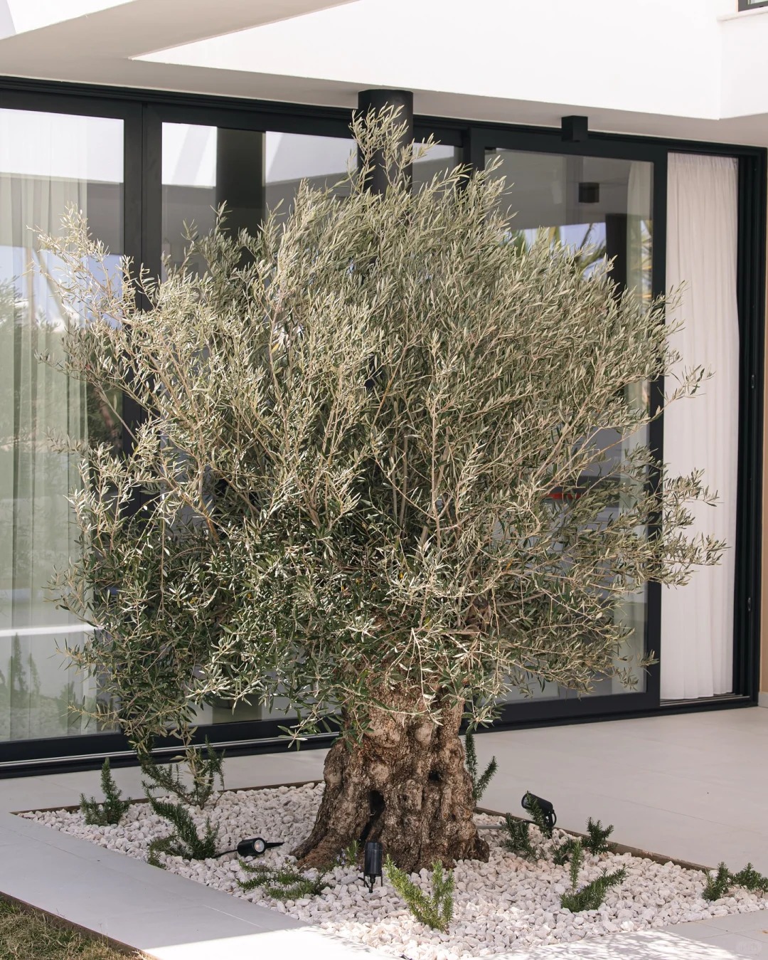 Giới nh&agrave; gi&agrave;u đang m&ecirc; mệt loại c&acirc;y n&agrave;y: Kh&ocirc;ng chỉ đẹp m&agrave; c&ograve;n h&uacute;t lộc, gi&aacute; nhỉnh... sương sương v&agrave;i tỷ đồng!- Ảnh 30.