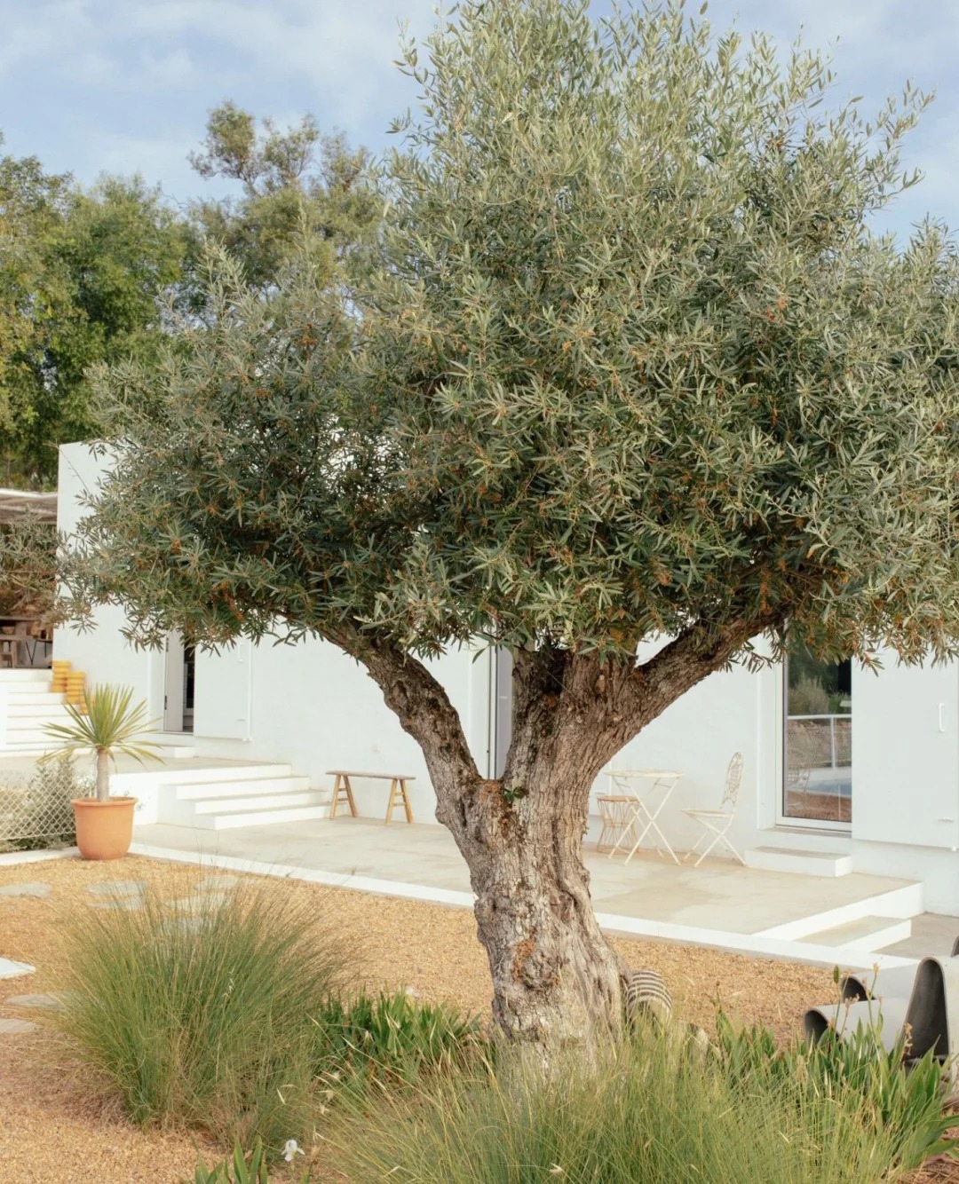 Giới nh&agrave; gi&agrave;u đang m&ecirc; mệt loại c&acirc;y n&agrave;y: Kh&ocirc;ng chỉ đẹp m&agrave; c&ograve;n h&uacute;t lộc, gi&aacute; nhỉnh... sương sương v&agrave;i tỷ đồng!- Ảnh 29.