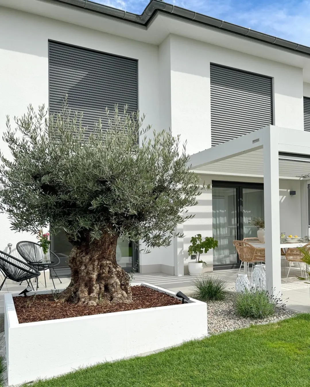 Giới nh&agrave; gi&agrave;u đang m&ecirc; mệt loại c&acirc;y n&agrave;y: Kh&ocirc;ng chỉ đẹp m&agrave; c&ograve;n h&uacute;t lộc, gi&aacute; nhỉnh... sương sương v&agrave;i tỷ đồng!- Ảnh 28.