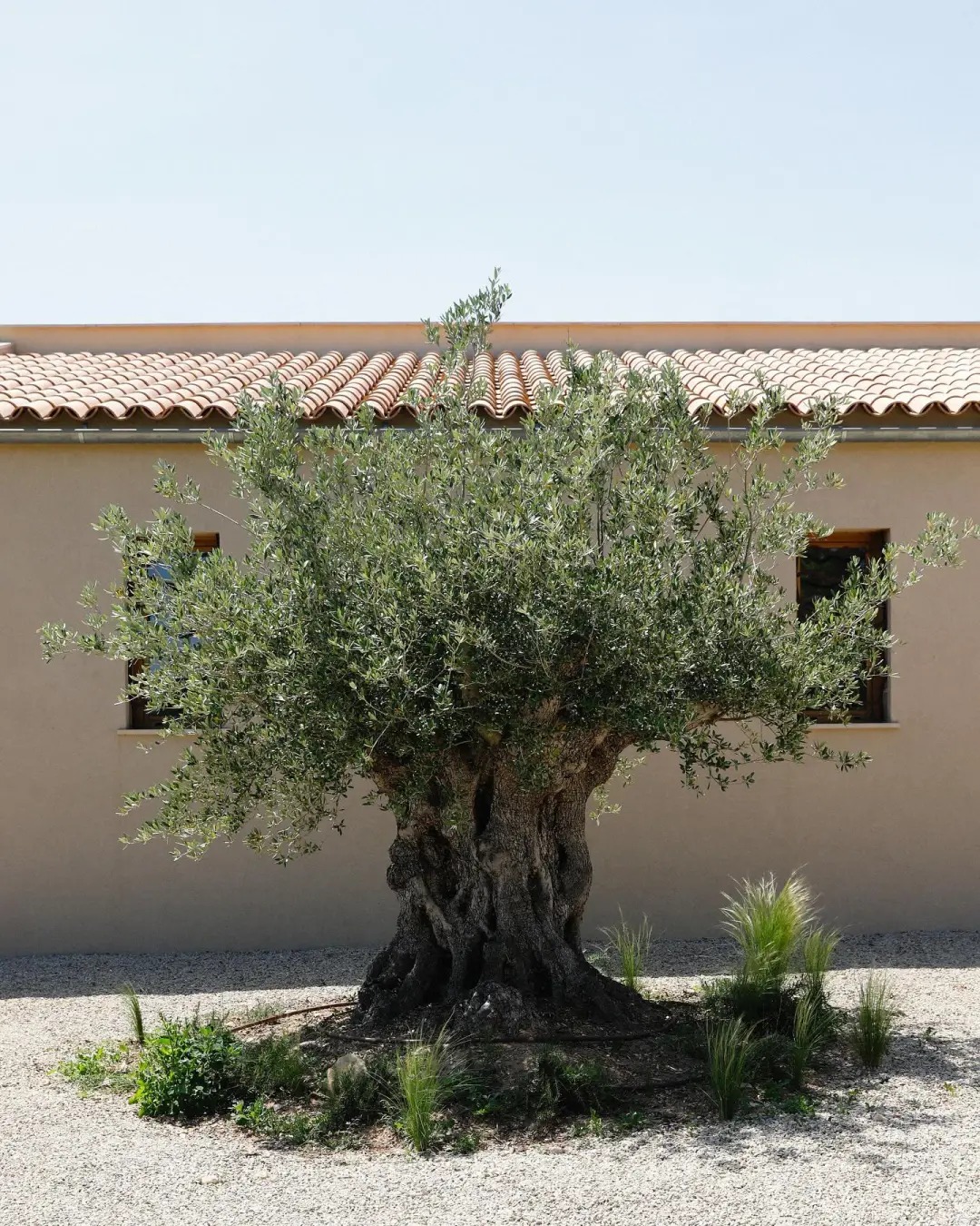 Giới nh&agrave; gi&agrave;u đang m&ecirc; mệt loại c&acirc;y n&agrave;y: Kh&ocirc;ng chỉ đẹp m&agrave; c&ograve;n h&uacute;t lộc, gi&aacute; nhỉnh... sương sương v&agrave;i tỷ đồng!- Ảnh 25.