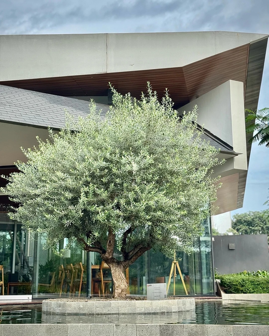 Giới nh&agrave; gi&agrave;u đang m&ecirc; mệt loại c&acirc;y n&agrave;y: Kh&ocirc;ng chỉ đẹp m&agrave; c&ograve;n h&uacute;t lộc, gi&aacute; nhỉnh... sương sương v&agrave;i tỷ đồng!- Ảnh 23.