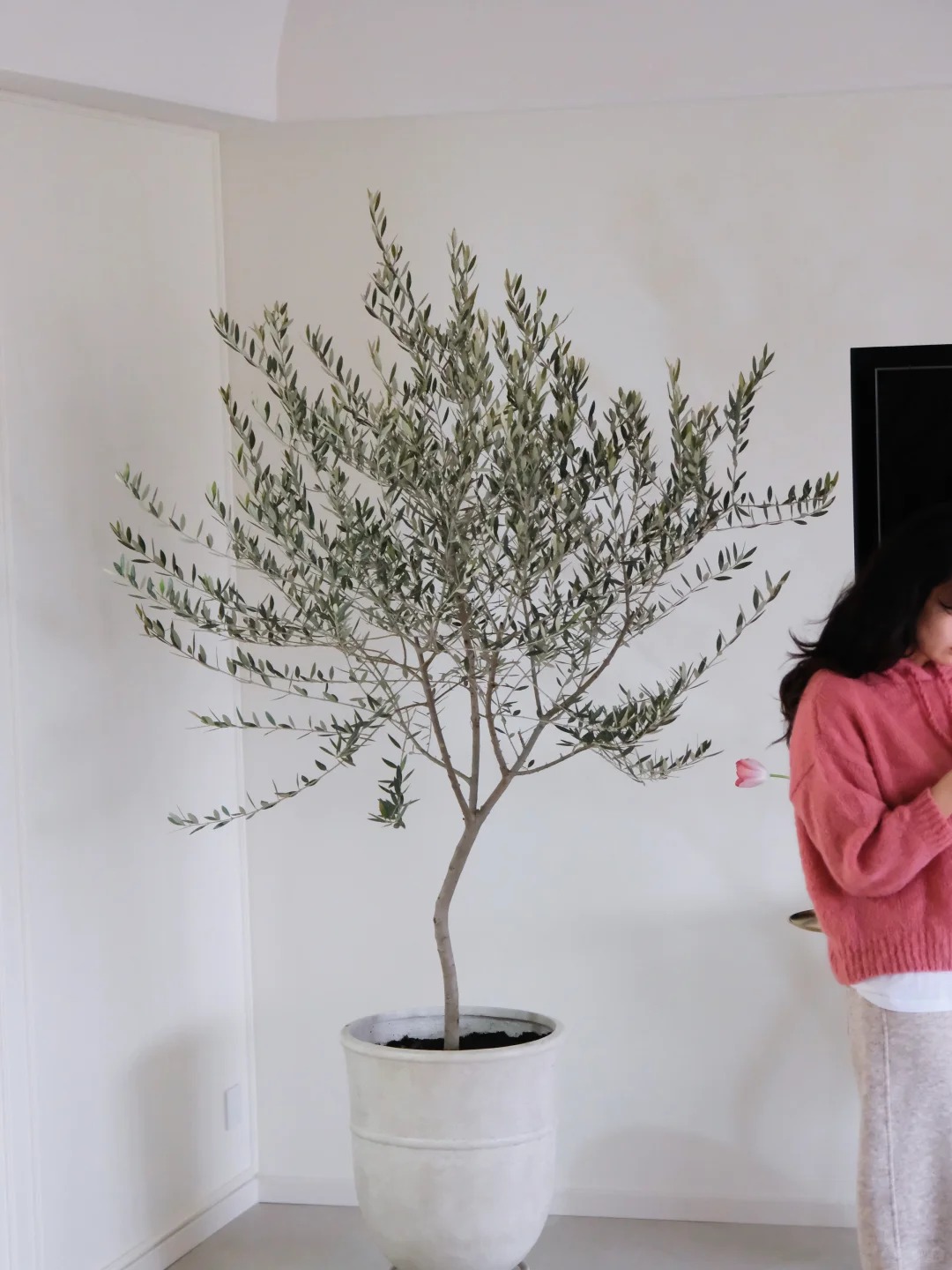 Giới nh&agrave; gi&agrave;u đang m&ecirc; mệt loại c&acirc;y n&agrave;y: Kh&ocirc;ng chỉ đẹp m&agrave; c&ograve;n h&uacute;t lộc, gi&aacute; nhỉnh... sương sương v&agrave;i tỷ đồng!- Ảnh 39.