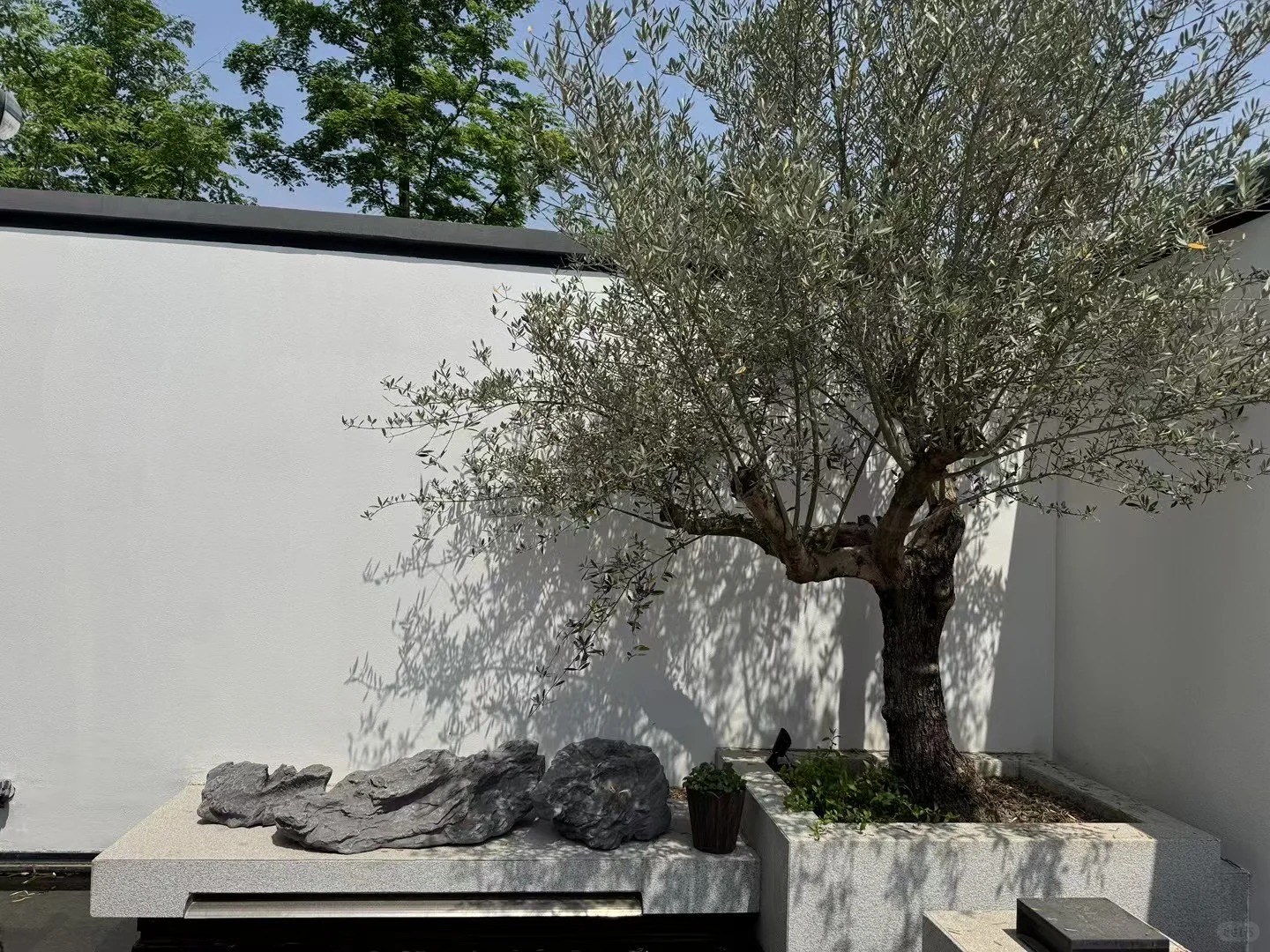 Giới nh&agrave; gi&agrave;u đang m&ecirc; mệt loại c&acirc;y n&agrave;y: Kh&ocirc;ng chỉ đẹp m&agrave; c&ograve;n h&uacute;t lộc, gi&aacute; nhỉnh... sương sương v&agrave;i tỷ đồng!- Ảnh 15.