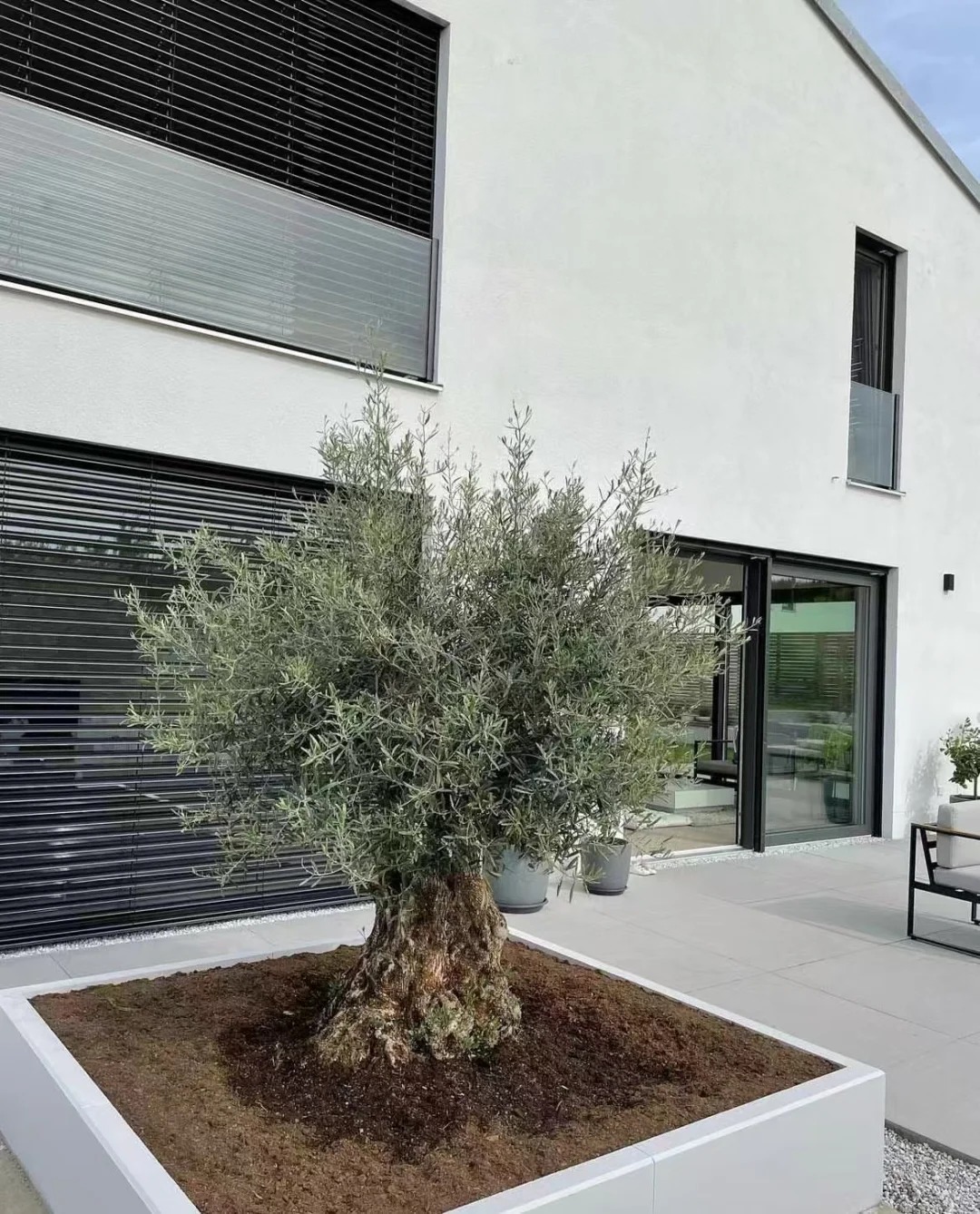 Giới nh&agrave; gi&agrave;u đang m&ecirc; mệt loại c&acirc;y n&agrave;y: Kh&ocirc;ng chỉ đẹp m&agrave; c&ograve;n h&uacute;t lộc, gi&aacute; nhỉnh... sương sương v&agrave;i tỷ đồng!- Ảnh 13.