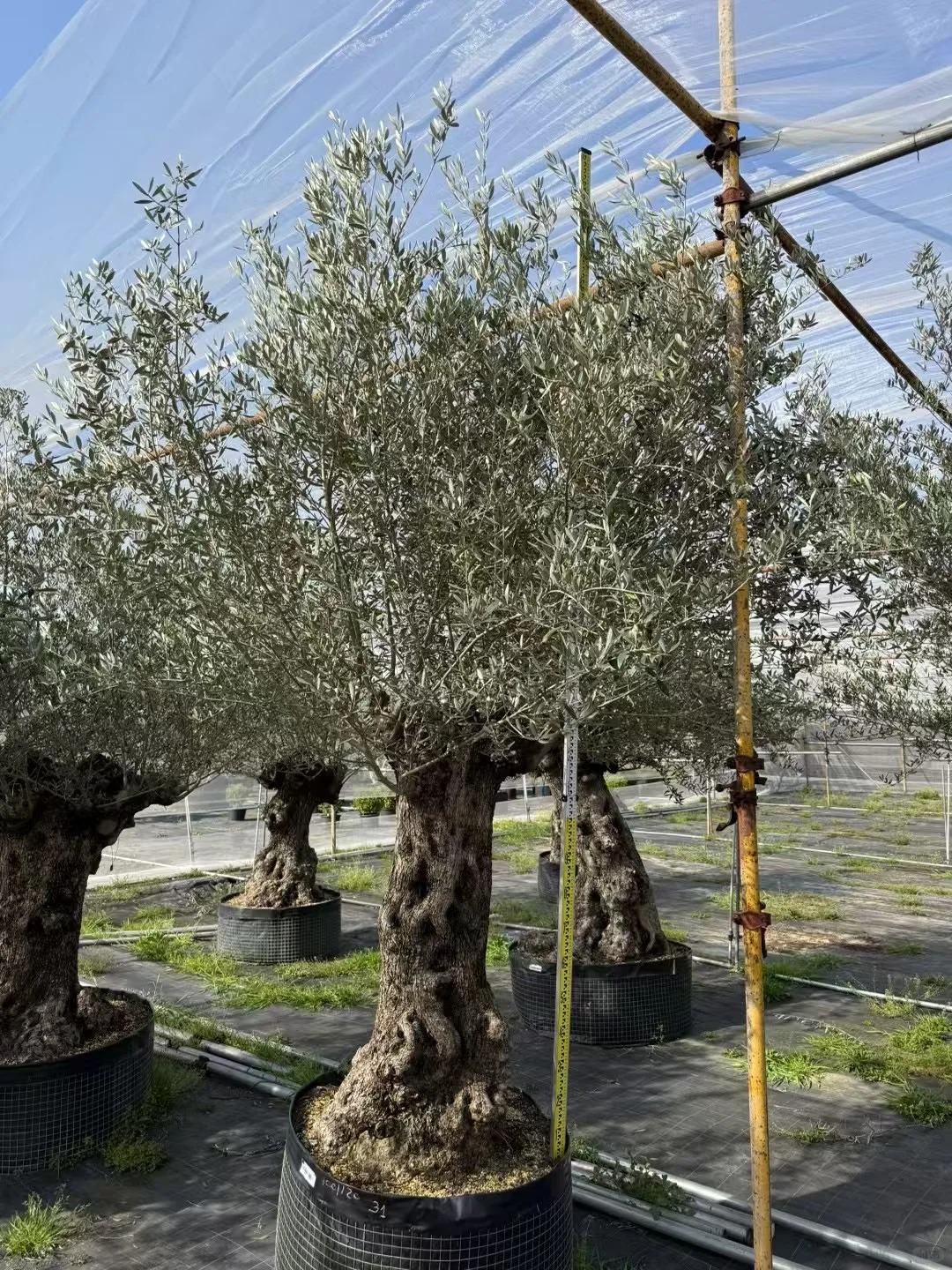 Giới nh&agrave; gi&agrave;u đang m&ecirc; mệt loại c&acirc;y n&agrave;y: Kh&ocirc;ng chỉ đẹp m&agrave; c&ograve;n h&uacute;t lộc, gi&aacute; nhỉnh... sương sương v&agrave;i tỷ đồng!- Ảnh 12.