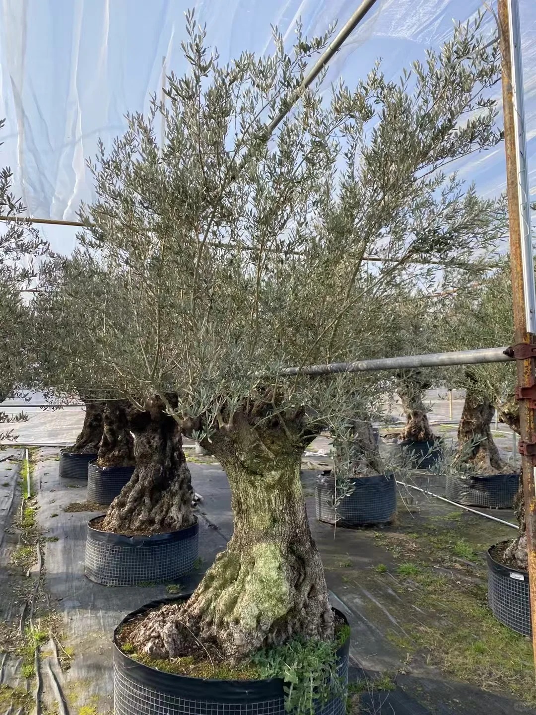 Giới nh&agrave; gi&agrave;u đang m&ecirc; mệt loại c&acirc;y n&agrave;y: Kh&ocirc;ng chỉ đẹp m&agrave; c&ograve;n h&uacute;t lộc, gi&aacute; nhỉnh... sương sương v&agrave;i tỷ đồng!- Ảnh 10.