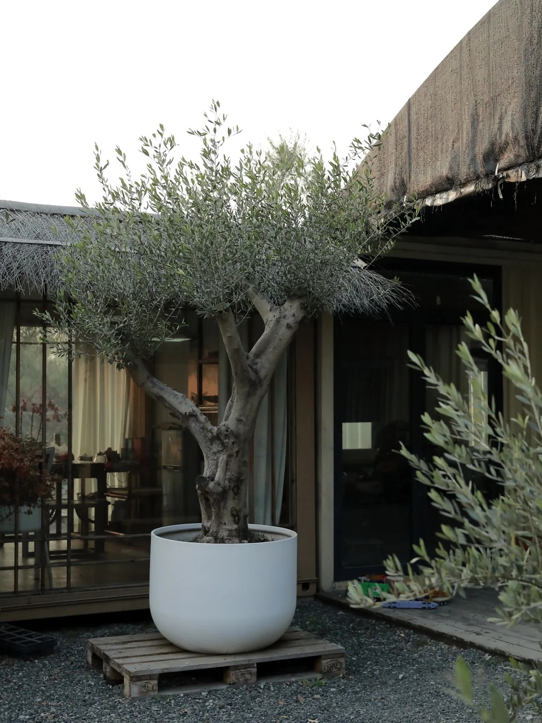 Giới nh&agrave; gi&agrave;u đang m&ecirc; mệt loại c&acirc;y n&agrave;y: Kh&ocirc;ng chỉ đẹp m&agrave; c&ograve;n h&uacute;t lộc, gi&aacute; nhỉnh... sương sương v&agrave;i tỷ đồng!- Ảnh 8.