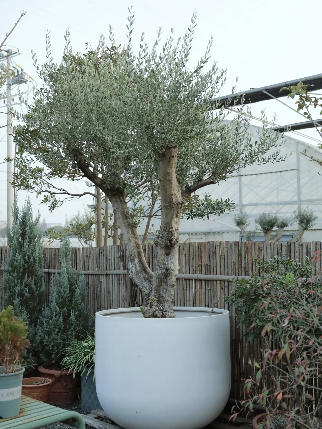 Giới nh&agrave; gi&agrave;u đang m&ecirc; mệt loại c&acirc;y n&agrave;y: Kh&ocirc;ng chỉ đẹp m&agrave; c&ograve;n h&uacute;t lộc, gi&aacute; nhỉnh... sương sương v&agrave;i tỷ đồng!- Ảnh 7.