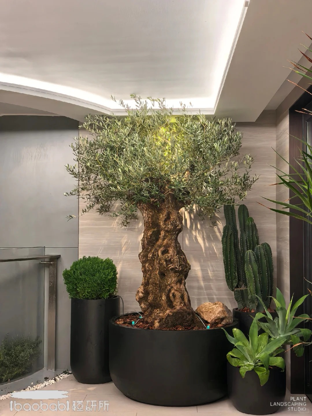 Giới nh&agrave; gi&agrave;u đang m&ecirc; mệt loại c&acirc;y n&agrave;y: Kh&ocirc;ng chỉ đẹp m&agrave; c&ograve;n h&uacute;t lộc, gi&aacute; nhỉnh... sương sương v&agrave;i tỷ đồng!- Ảnh 9.