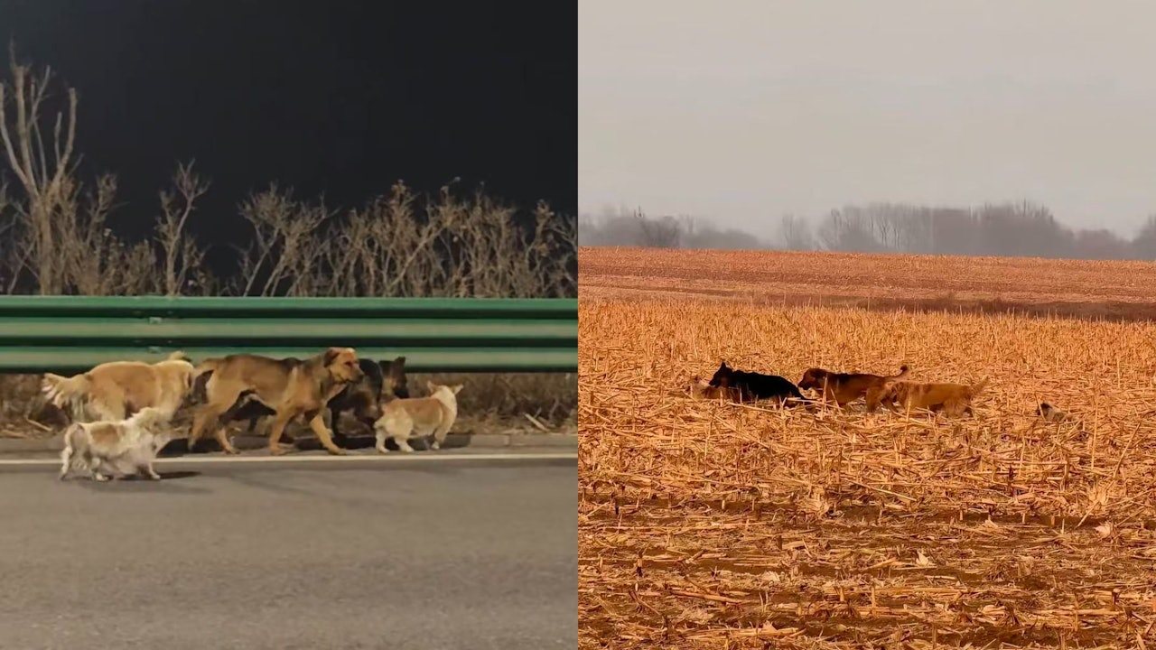Hơn cả phim ảnh: 7 ch&uacute; ch&oacute; bị trộm c&ugrave;ng nhau vượt 17km t&igrave;m đường về nh&agrave;- Ảnh 1.