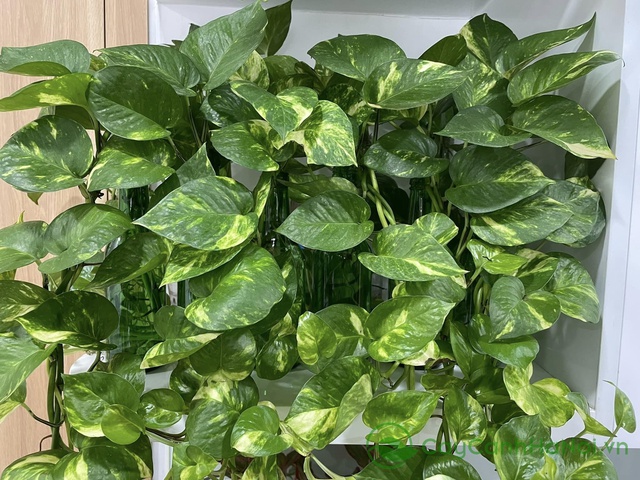 7 loại c&acirc;y đặt đ&uacute;ng chỗ l&agrave; "k&eacute;o tiền về": Nhiều người trồng sai n&ecirc;n kh&ocirc;ng gi&agrave;u l&ecirc;n được- Ảnh 3.