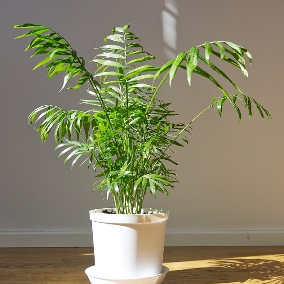 7 loại c&acirc;y đặt đ&uacute;ng chỗ l&agrave; "k&eacute;o tiền về": Nhiều người trồng sai n&ecirc;n kh&ocirc;ng gi&agrave;u l&ecirc;n được- Ảnh 4.