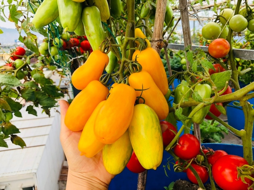 Ngỡ ngàng khu vườn hữu cơ 100m2 trên nóc nhà tầng 5: Dưa lưới, dâu tây trĩu quả giữa lòng Đà Nẵng- Ảnh 2. Ngỡ ngàng khu vườn hữu cơ 100m2 trên nóc nhà tầng 5: Dưa lưới, dâu tây trĩu quả giữa lòng Đà Nẵng- Ảnh 2.