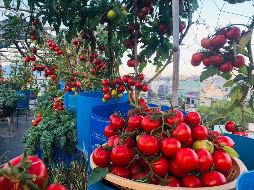 Ngỡ ngàng khu vườn hữu cơ 100m2 trên nóc nhà tầng 5: Dưa lưới, dâu tây trĩu quả giữa lòng Đà Nẵng- Ảnh 3. Ngỡ ngàng khu vườn hữu cơ 100m2 trên nóc nhà tầng 5: Dưa lưới, dâu tây trĩu quả giữa lòng Đà Nẵng- Ảnh 3.