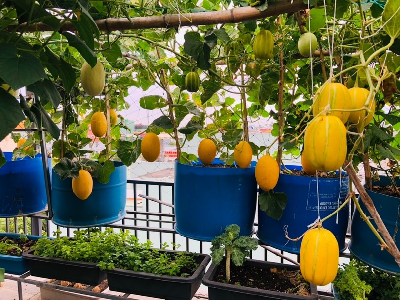 Ngỡ ngàng khu vườn hữu cơ 100m2 trên nóc nhà tầng 5: Dưa lưới, dâu tây trĩu quả giữa lòng Đà Nẵng- Ảnh 4. Ngỡ ngàng khu vườn hữu cơ 100m2 trên nóc nhà tầng 5: Dưa lưới, dâu tây trĩu quả giữa lòng Đà Nẵng- Ảnh 4.