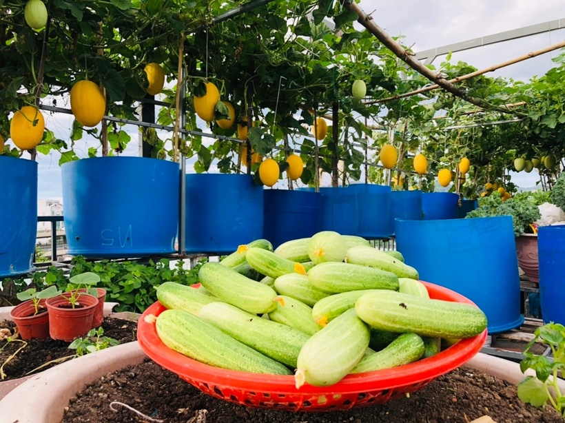 Ngỡ ngàng khu vườn hữu cơ 100m2 trên nóc nhà tầng 5: Dưa lưới, dâu tây trĩu quả giữa lòng Đà Nẵng- Ảnh 5. Ngỡ ngàng khu vườn hữu cơ 100m2 trên nóc nhà tầng 5: Dưa lưới, dâu tây trĩu quả giữa lòng Đà Nẵng- Ảnh 5.