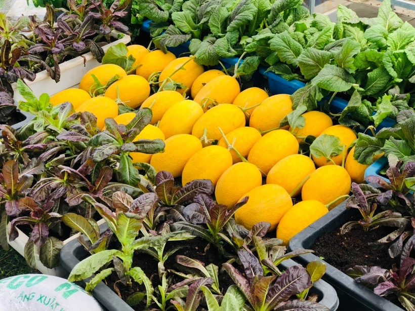 Ngỡ ngàng khu vườn hữu cơ 100m2 trên nóc nhà tầng 5: Dưa lưới, dâu tây trĩu quả giữa lòng Đà Nẵng- Ảnh 6. Ngỡ ngàng khu vườn hữu cơ 100m2 trên nóc nhà tầng 5: Dưa lưới, dâu tây trĩu quả giữa lòng Đà Nẵng- Ảnh 6.