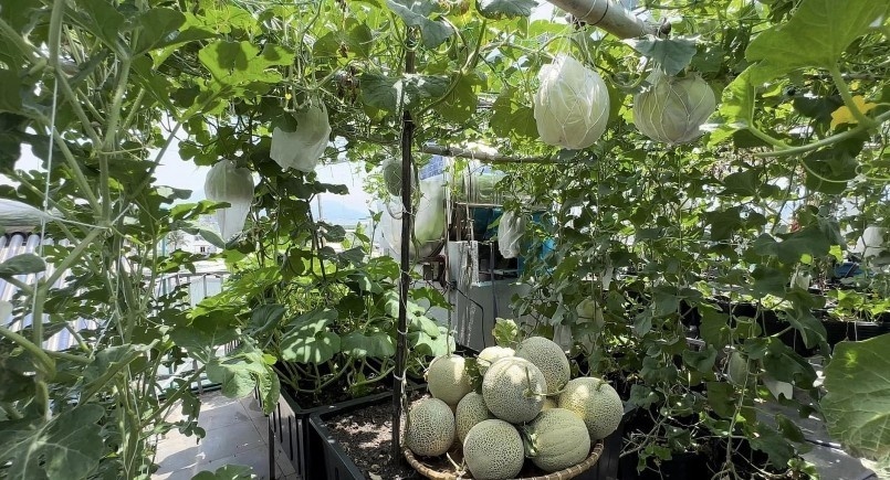 Ngỡ ngàng khu vườn hữu cơ 100m2 trên nóc nhà tầng 5: Dưa lưới, dâu tây trĩu quả giữa lòng Đà Nẵng- Ảnh 7. Ngỡ ngàng khu vườn hữu cơ 100m2 trên nóc nhà tầng 5: Dưa lưới, dâu tây trĩu quả giữa lòng Đà Nẵng- Ảnh 7.