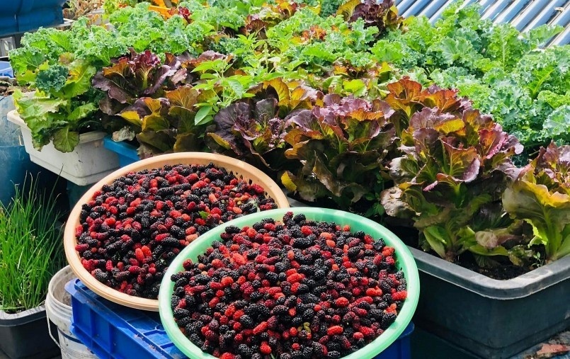 Ngỡ ngàng khu vườn hữu cơ 100m2 trên nóc nhà tầng 5: Dưa lưới, dâu tây trĩu quả giữa lòng Đà Nẵng- Ảnh 8. Ngỡ ngàng khu vườn hữu cơ 100m2 trên nóc nhà tầng 5: Dưa lưới, dâu tây trĩu quả giữa lòng Đà Nẵng- Ảnh 8.