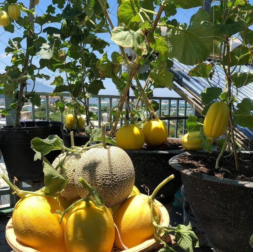 Ngỡ ngàng khu vườn hữu cơ 100m2 trên nóc nhà tầng 5: Dưa lưới, dâu tây trĩu quả giữa lòng Đà Nẵng- Ảnh 1. Ngỡ ngàng khu vườn hữu cơ 100m2 trên nóc nhà tầng 5: Dưa lưới, dâu tây trĩu quả giữa lòng Đà Nẵng- Ảnh 1.