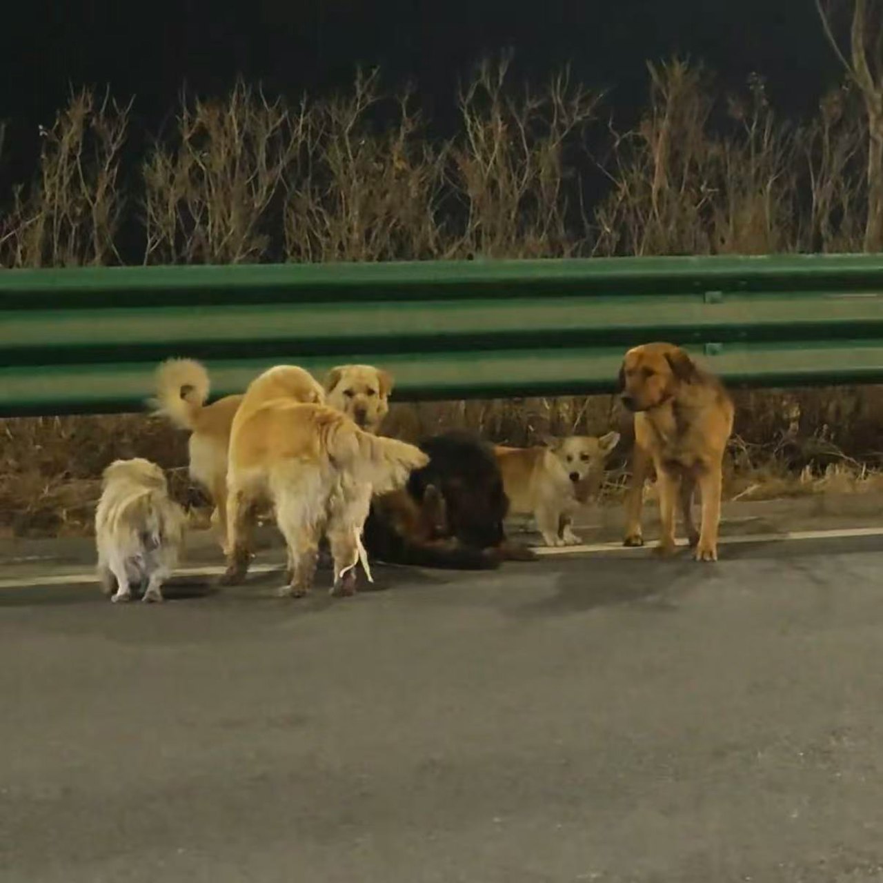 Hơn cả phim ảnh: 7 ch&uacute; ch&oacute; bị trộm c&ugrave;ng nhau vượt 17km t&igrave;m đường về nh&agrave;- Ảnh 2.