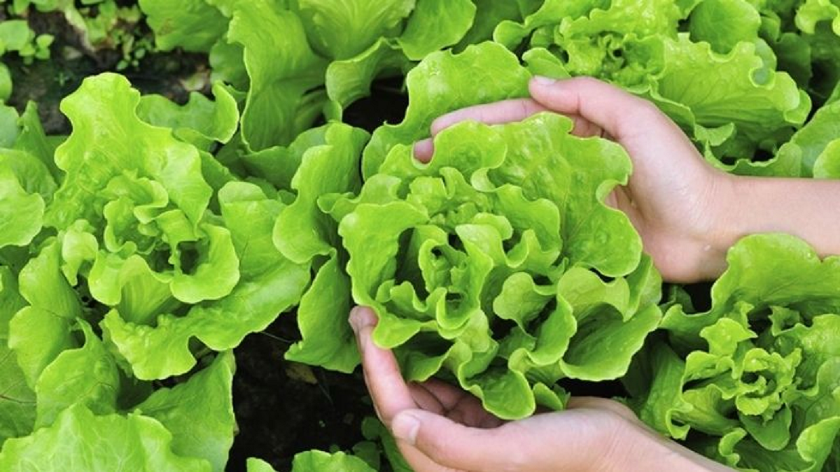 Việt Nam c&oacute; loại rau được ca ngợi "tốt bậc nhất thế giới", cứ ra chợ l&agrave; thấy- Ảnh 2.