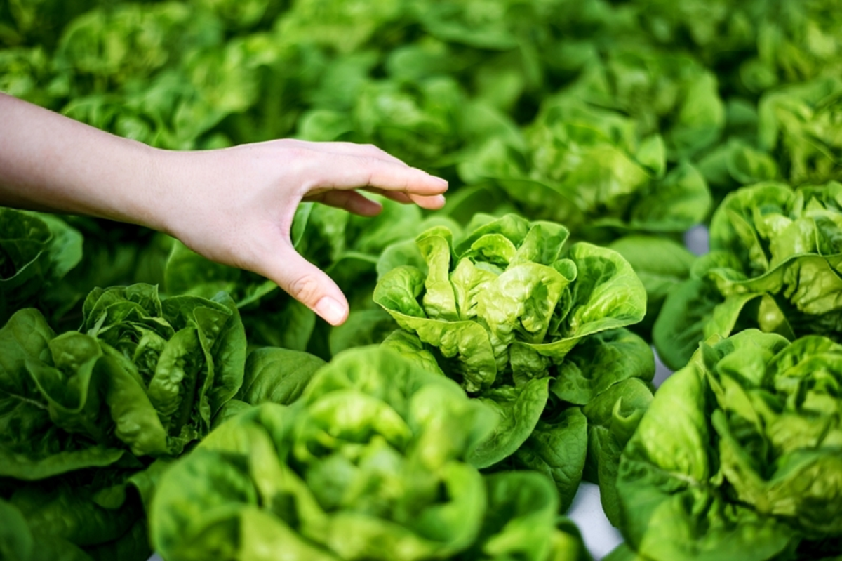 Việt Nam c&oacute; loại rau được ca ngợi "tốt bậc nhất thế giới", cứ ra chợ l&agrave; thấy- Ảnh 1.