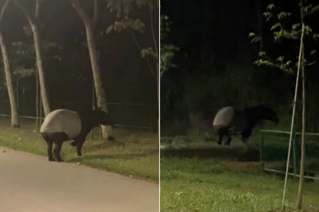 "Qu&aacute;i th&uacute;" c&oacute; bước đi 'vang như tiếng v&oacute; ngựa' xuất hiện giữa phố, chuy&ecirc;n gia h&eacute; lộ: Chỉ c&ograve;n 2.500 c&aacute; thể- Ảnh 1.