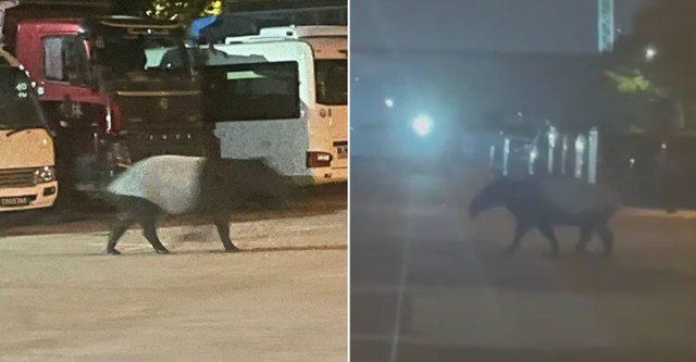 "Qu&aacute;i th&uacute;" c&oacute; bước đi 'vang như tiếng v&oacute; ngựa' xuất hiện giữa phố, chuy&ecirc;n gia h&eacute; lộ: Chỉ c&ograve;n 2.500 c&aacute; thể- Ảnh 3.