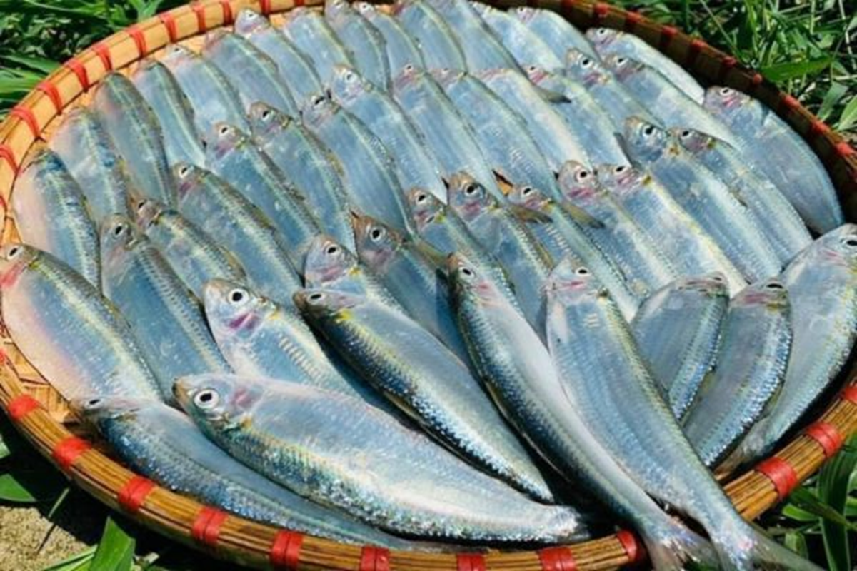 Việt Nam sở hữu loại c&aacute; "tốt nhất thế giới", gi&aacute; b&igrave;nh d&acirc;n, ngo&agrave;i chợ b&aacute;n đầy- Ảnh 1.