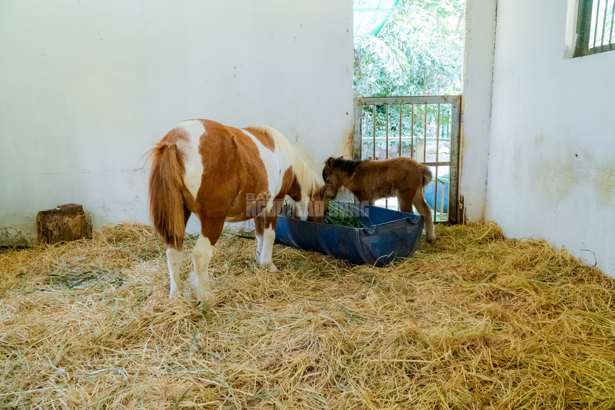 Lộ diện “bé ngựa lùn Cacao” ở Thảo Cẩm Viên Sài Gòn- Ảnh 6. img