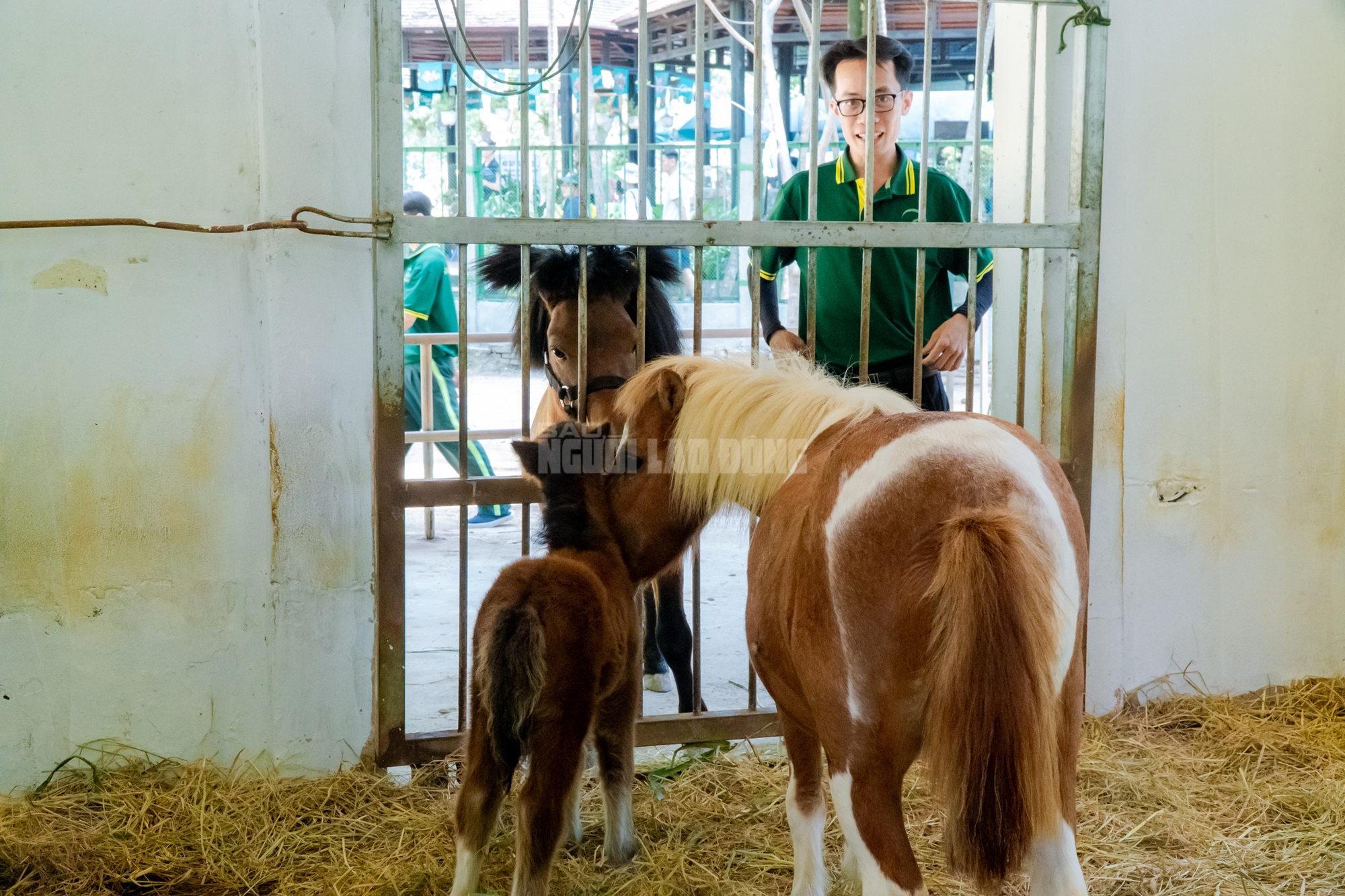 Lộ diện “bé ngựa lùn Cacao” ở Thảo Cẩm Viên Sài Gòn- Ảnh 7. img