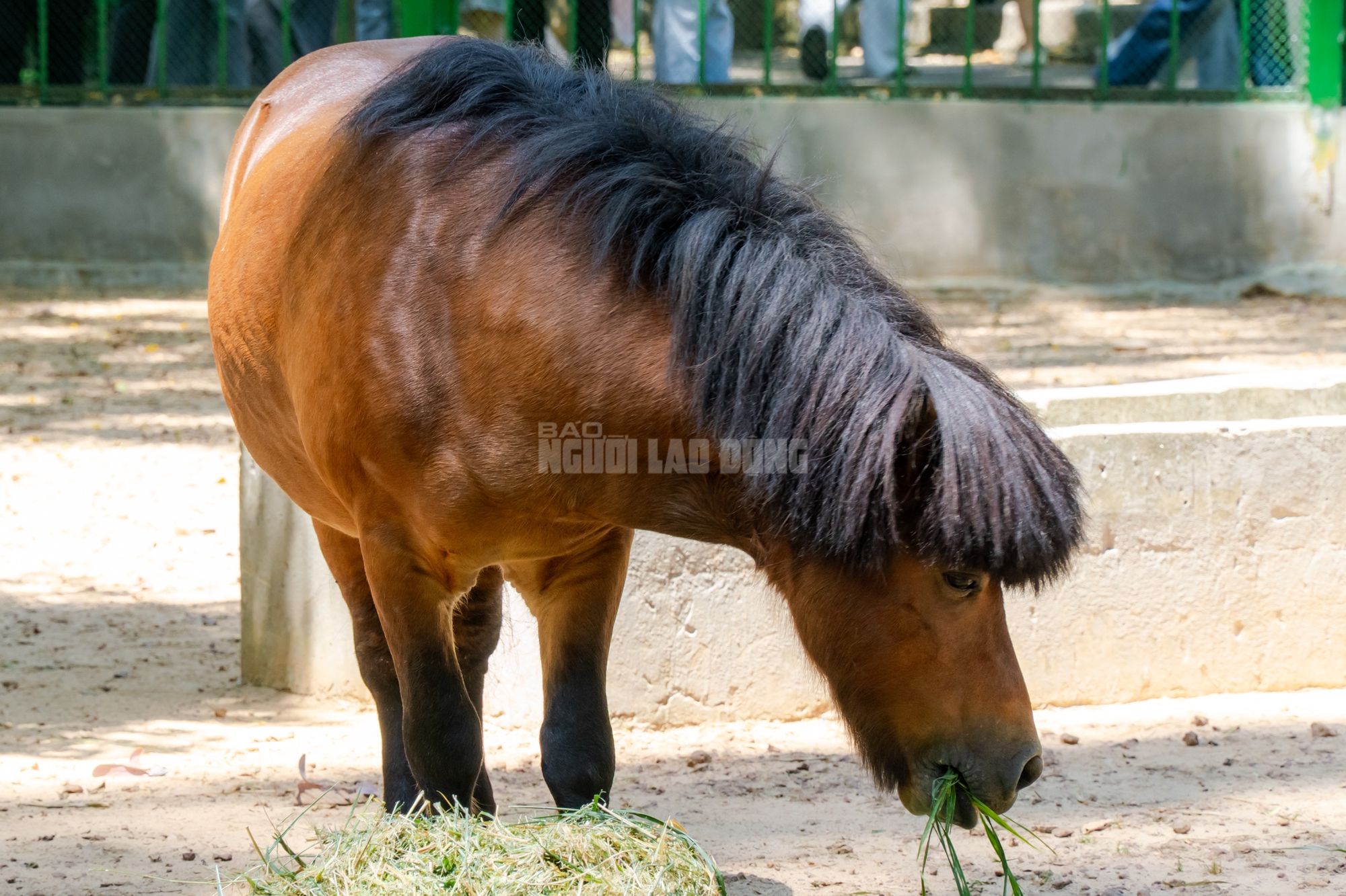 Lộ diện “bé ngựa lùn Cacao” ở Thảo Cẩm Viên Sài Gòn- Ảnh 8. img
