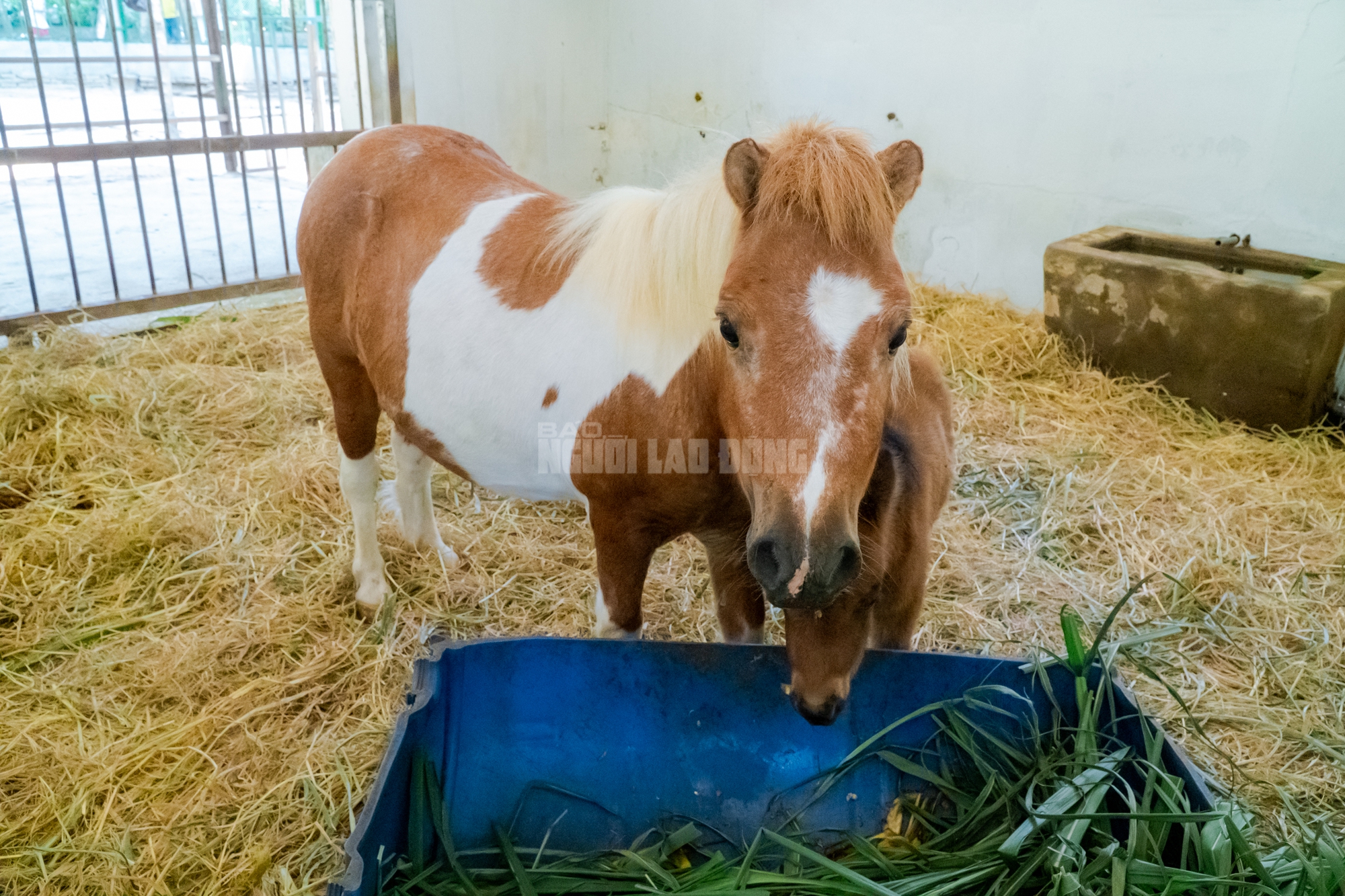 Lộ diện “bé ngựa lùn Cacao” ở Thảo Cẩm Viên Sài Gòn- Ảnh 9. img