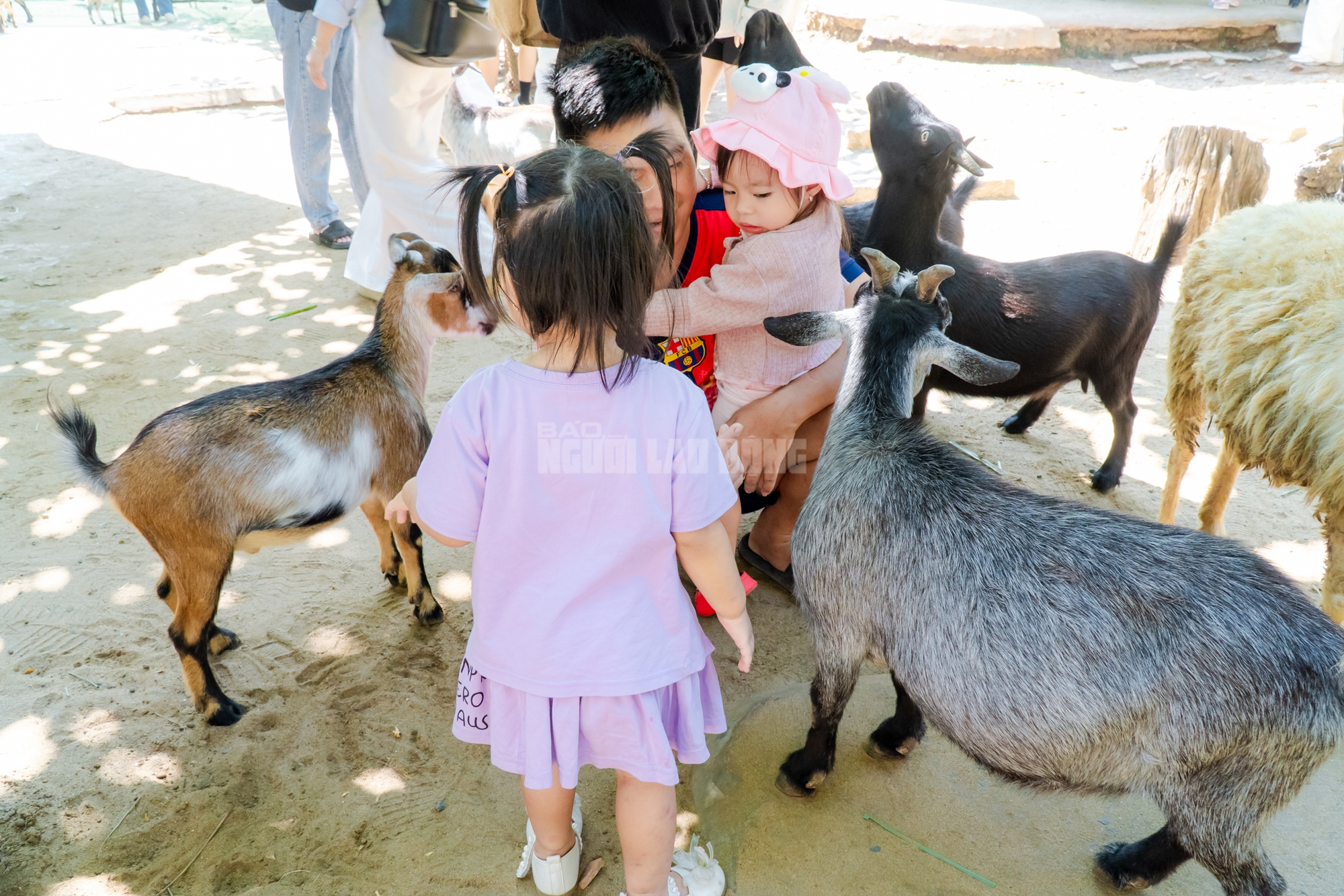 Lộ diện “bé ngựa lùn Cacao” ở Thảo Cẩm Viên Sài Gòn- Ảnh 16. Lộ diện “bé ngựa lùn Cacao” ở Thảo Cẩm Viên Sài Gòn- Ảnh 16.