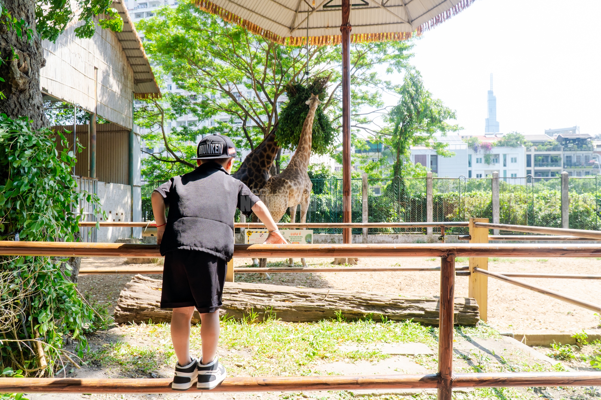 Lộ diện “bé ngựa lùn Cacao” ở Thảo Cẩm Viên Sài Gòn- Ảnh 17. Lộ diện “bé ngựa lùn Cacao” ở Thảo Cẩm Viên Sài Gòn- Ảnh 17.